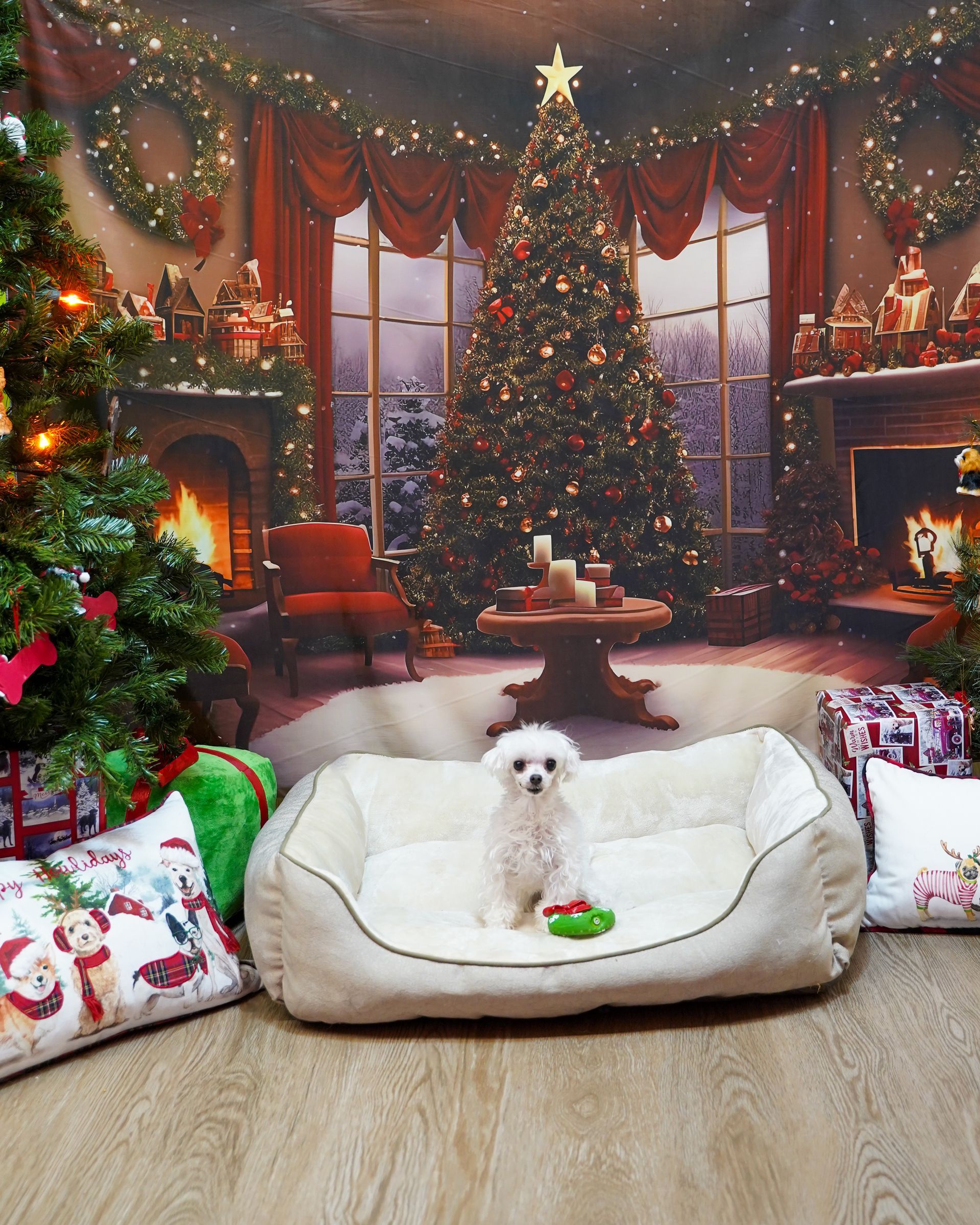 White dog in bed with Christmas backdrop.