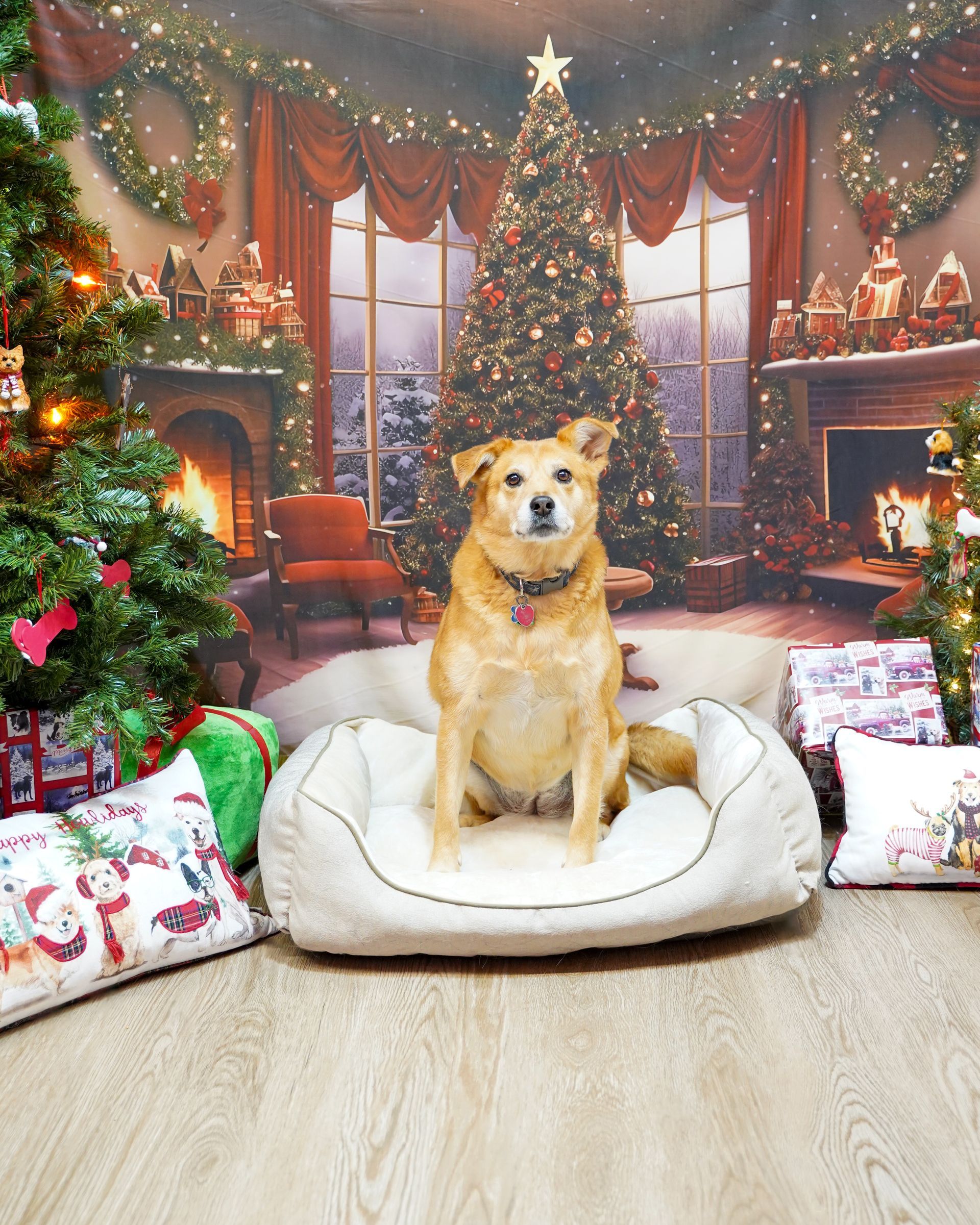 Dog sitting in a bed, posed in front of a Christmas tree and fireplace backdrop.