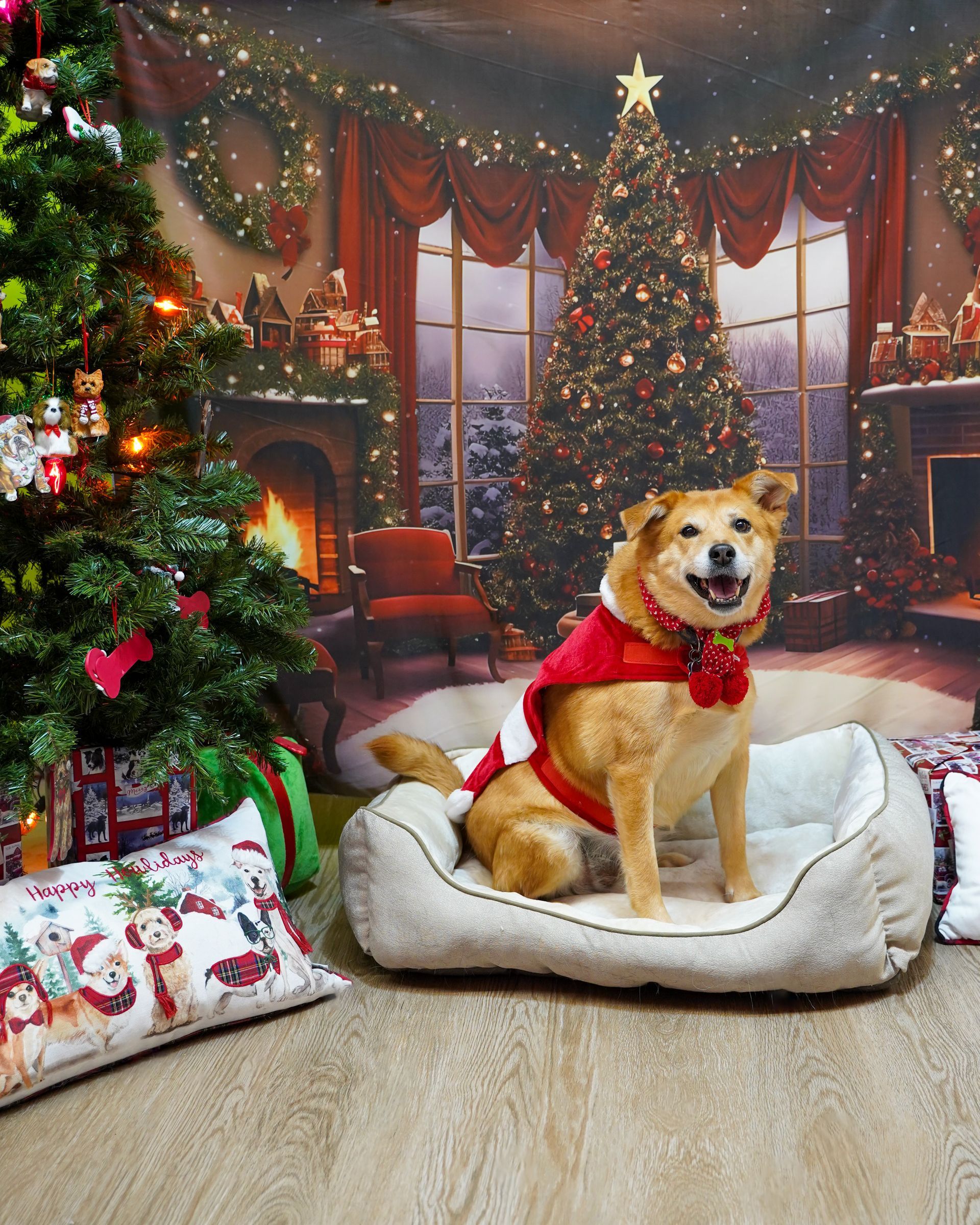 Dog in a Santa outfit sits in a bed against a Christmas backdrop.