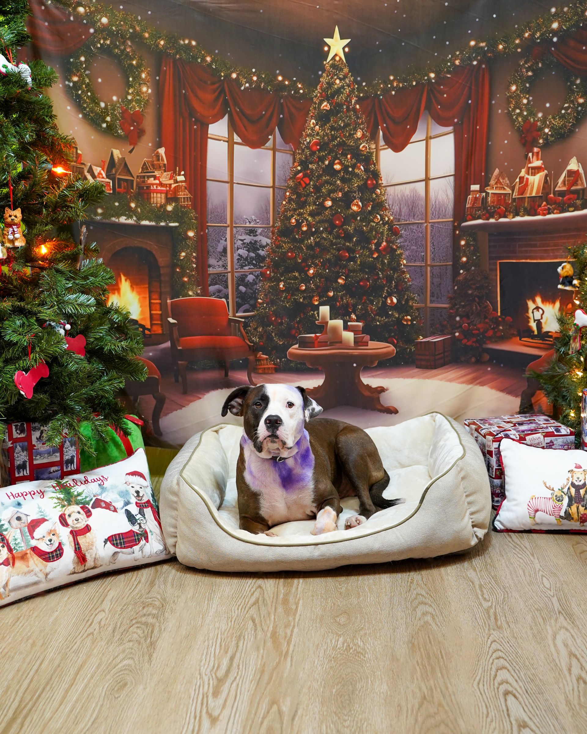 Dog in bed, wearing purple collar, in front of a Christmas backdrop with trees and a fireplace.