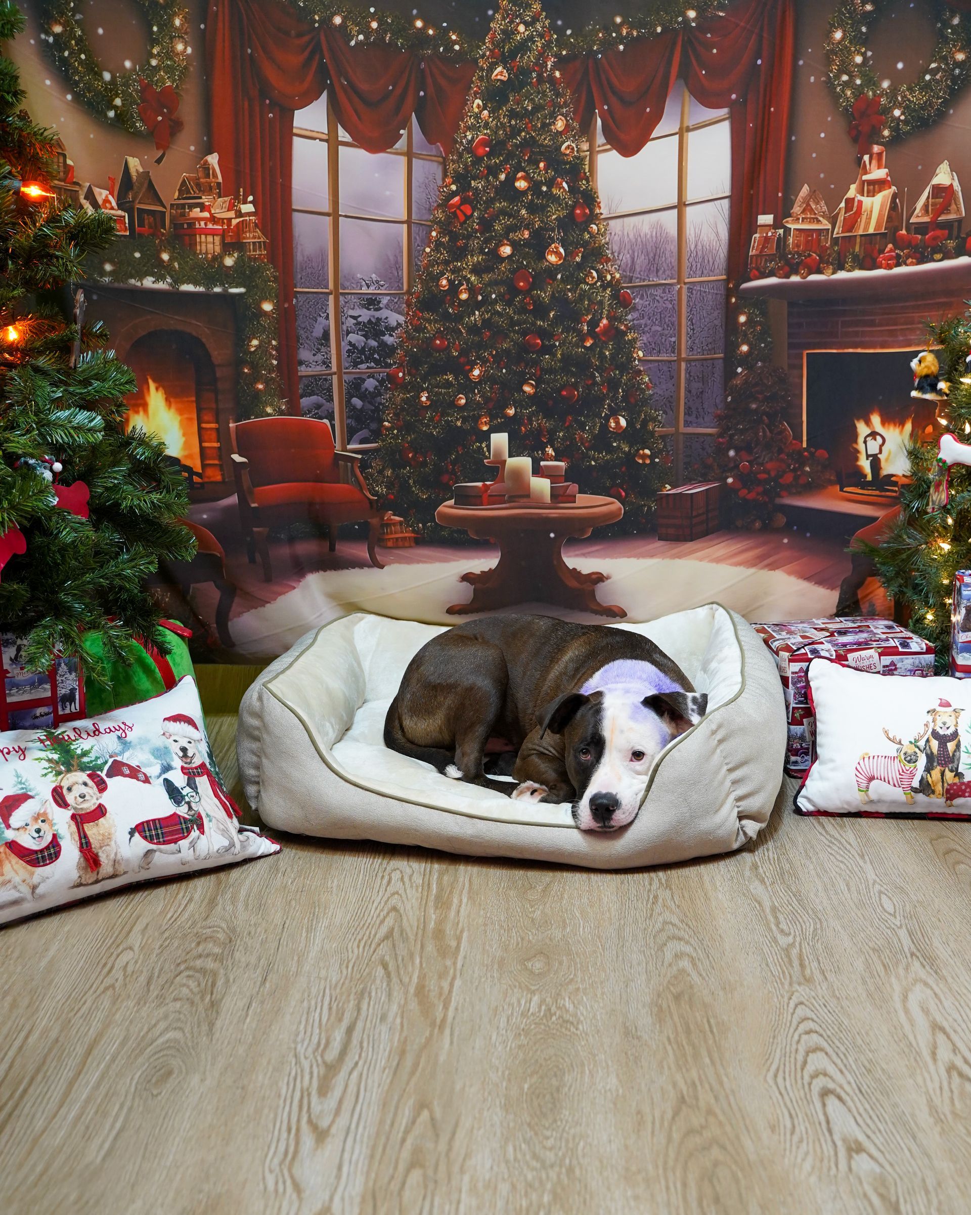 Dog resting in a bed, Christmas scene backdrop with tree, fireplace, and presents.
