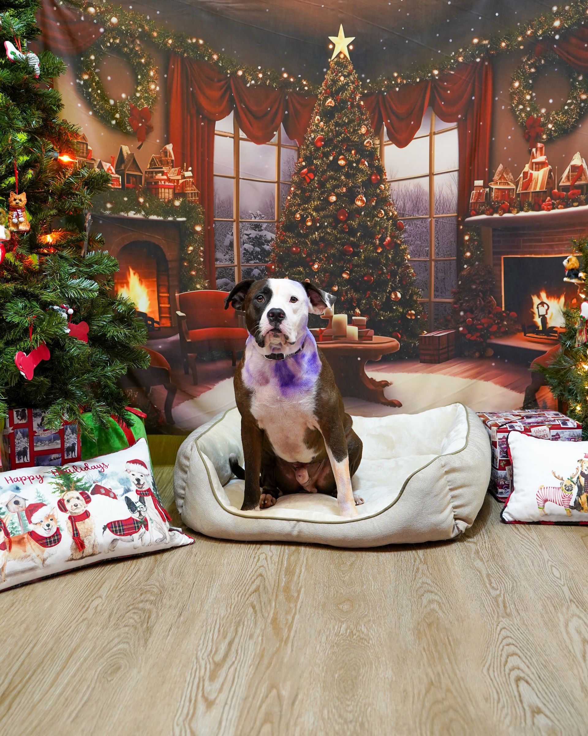Dog sits on a bed with a Christmas backdrop. It has a purple collar.