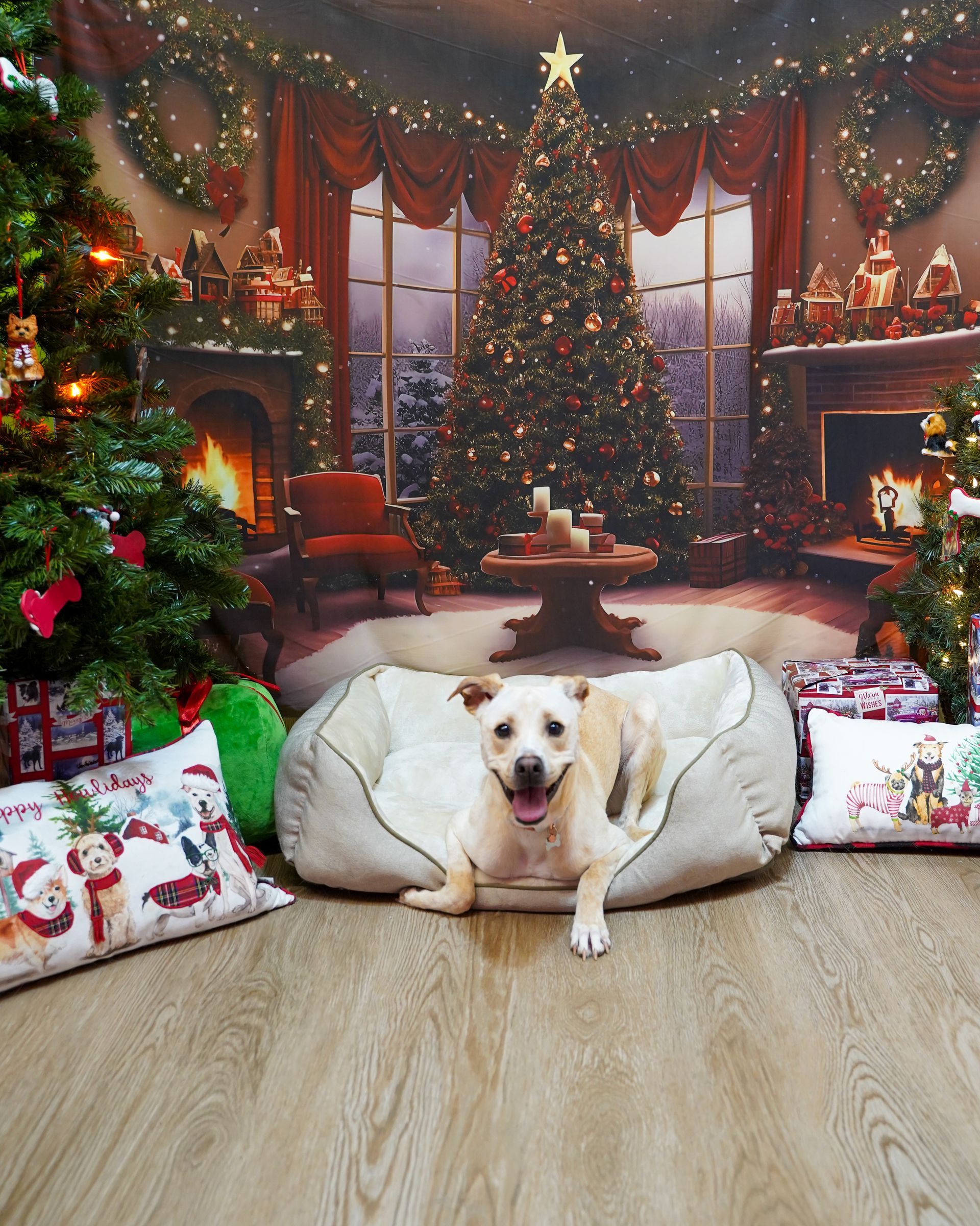 Dog smiling in a beige bed, Christmas backdrop with trees, fireplace, and presents.
