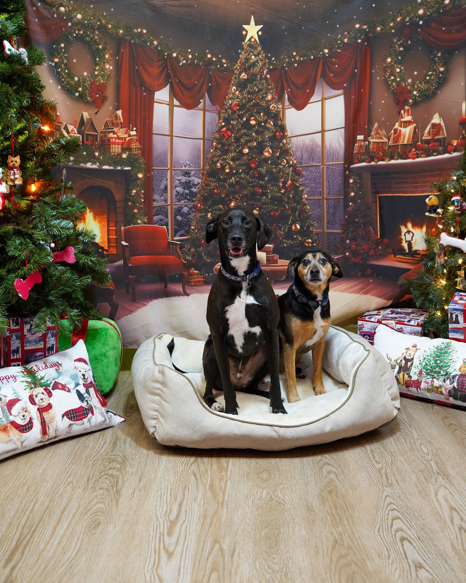 Two dogs sit in a bed in front of a Christmas backdrop.