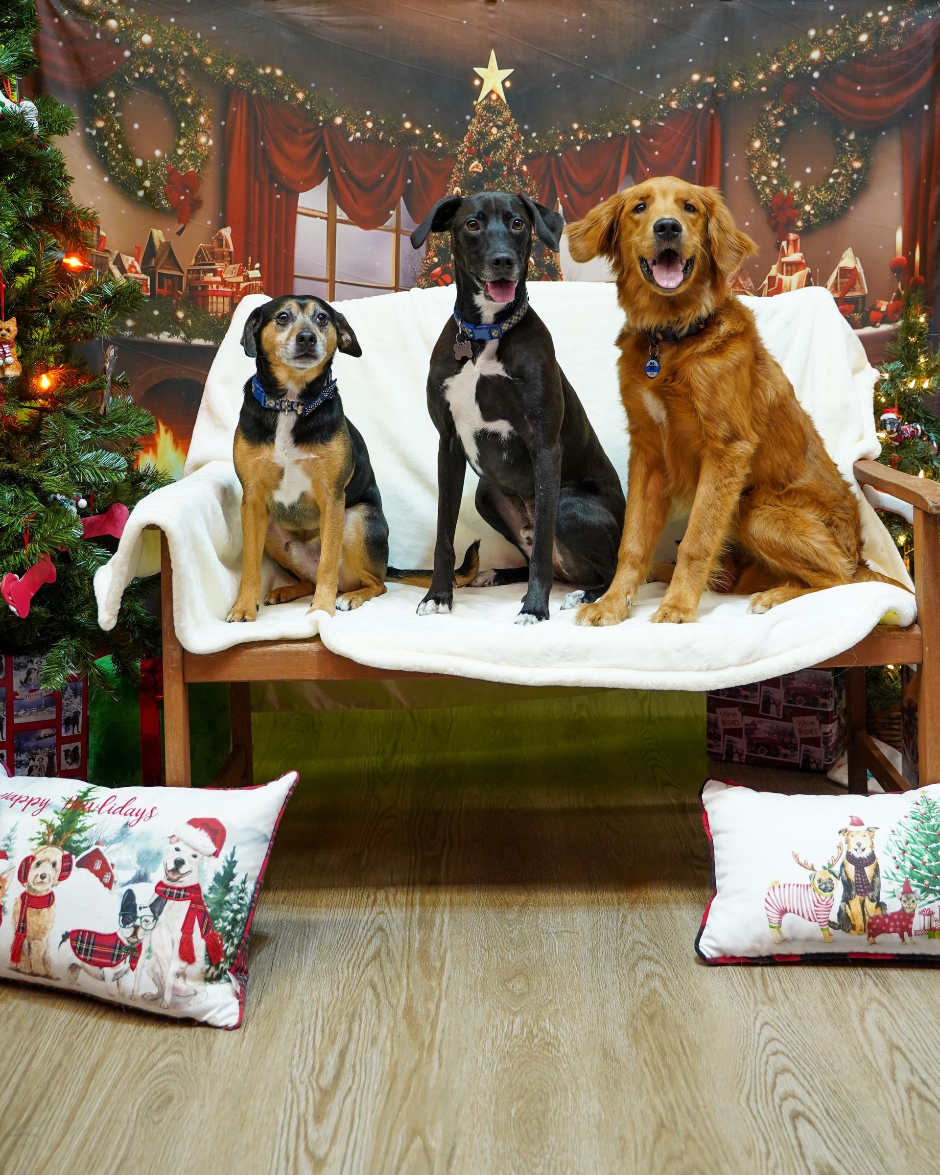 Three dogs sit on a bench with a Christmas backdrop. The dogs are black, brown, and tan. Decorative pillows are in front.