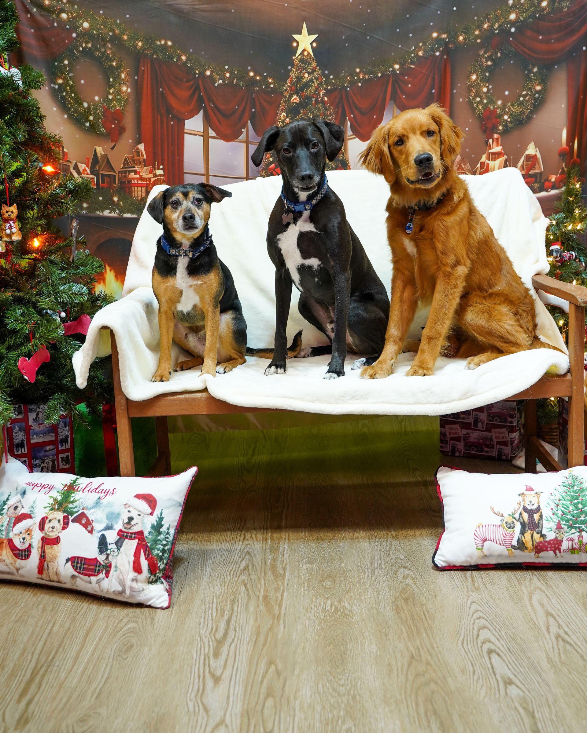 Three dogs sit on a bench with Christmas decorations in the background.