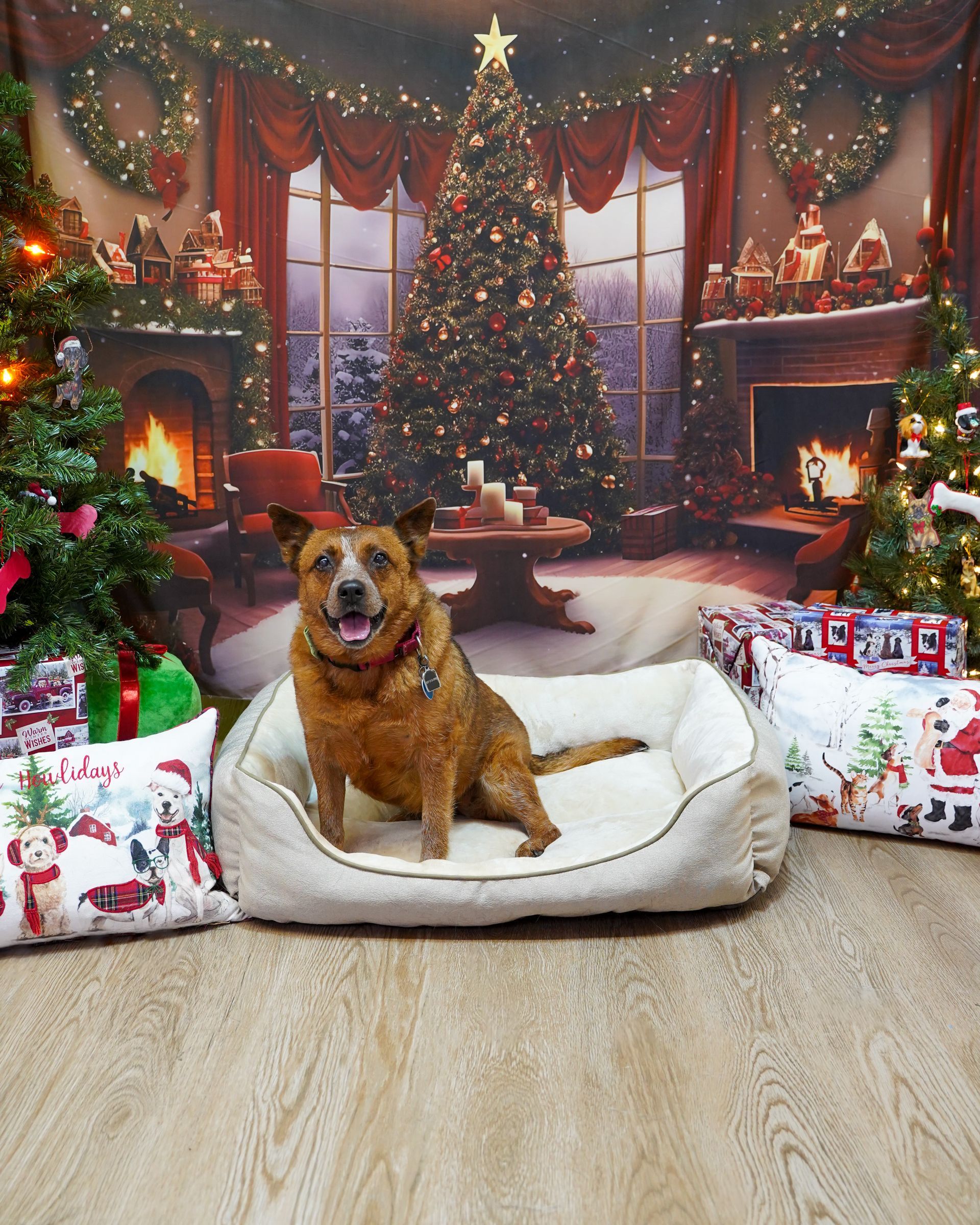 Dog sitting in a bed with a Christmas background, smiling.