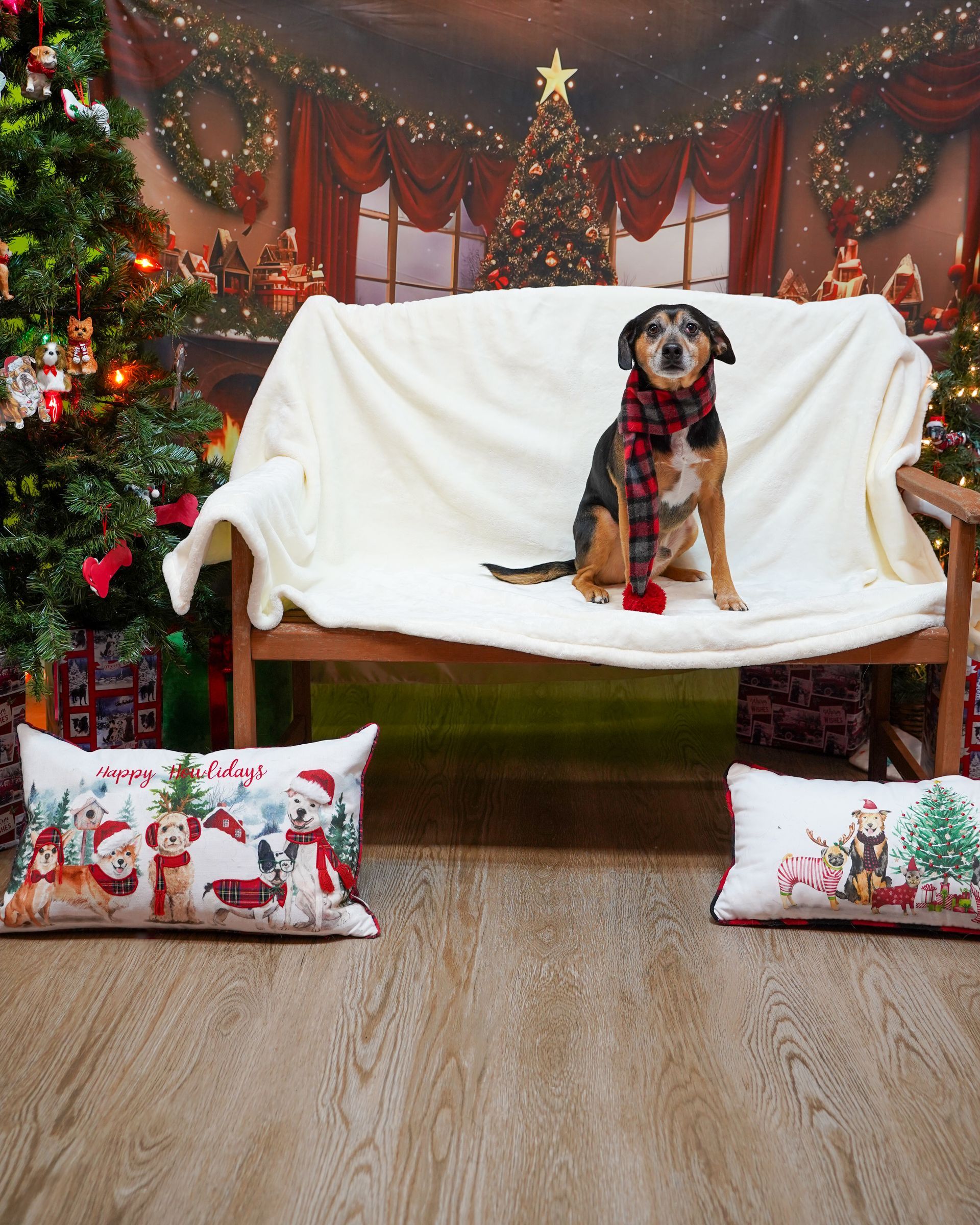 Dog wearing a scarf sits on a bench with a blanket in front of a Christmas backdrop; pillows on the floor.