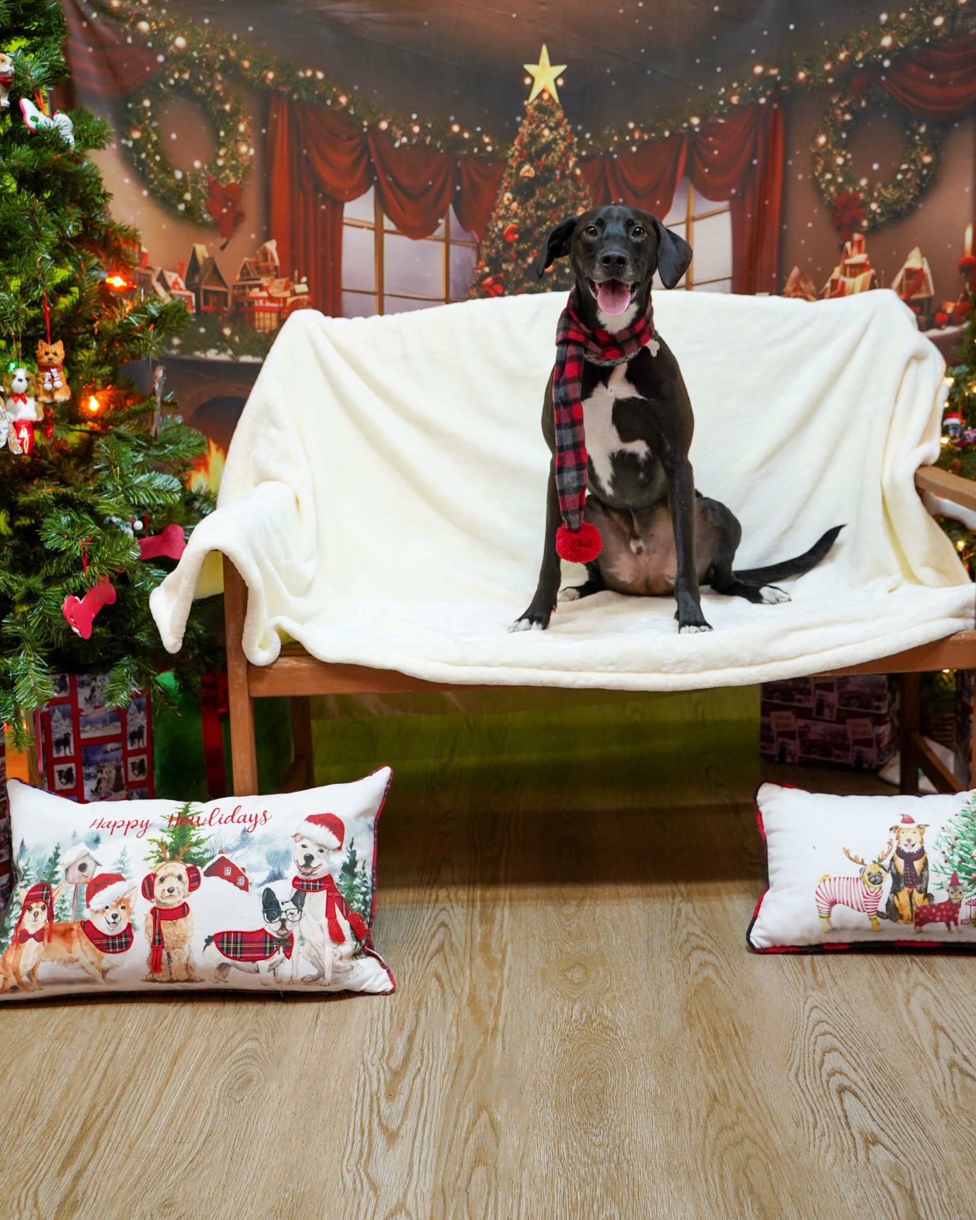 Dog in red scarf sits on a bench with a Christmas scene backdrop. Pillows are on the floor.