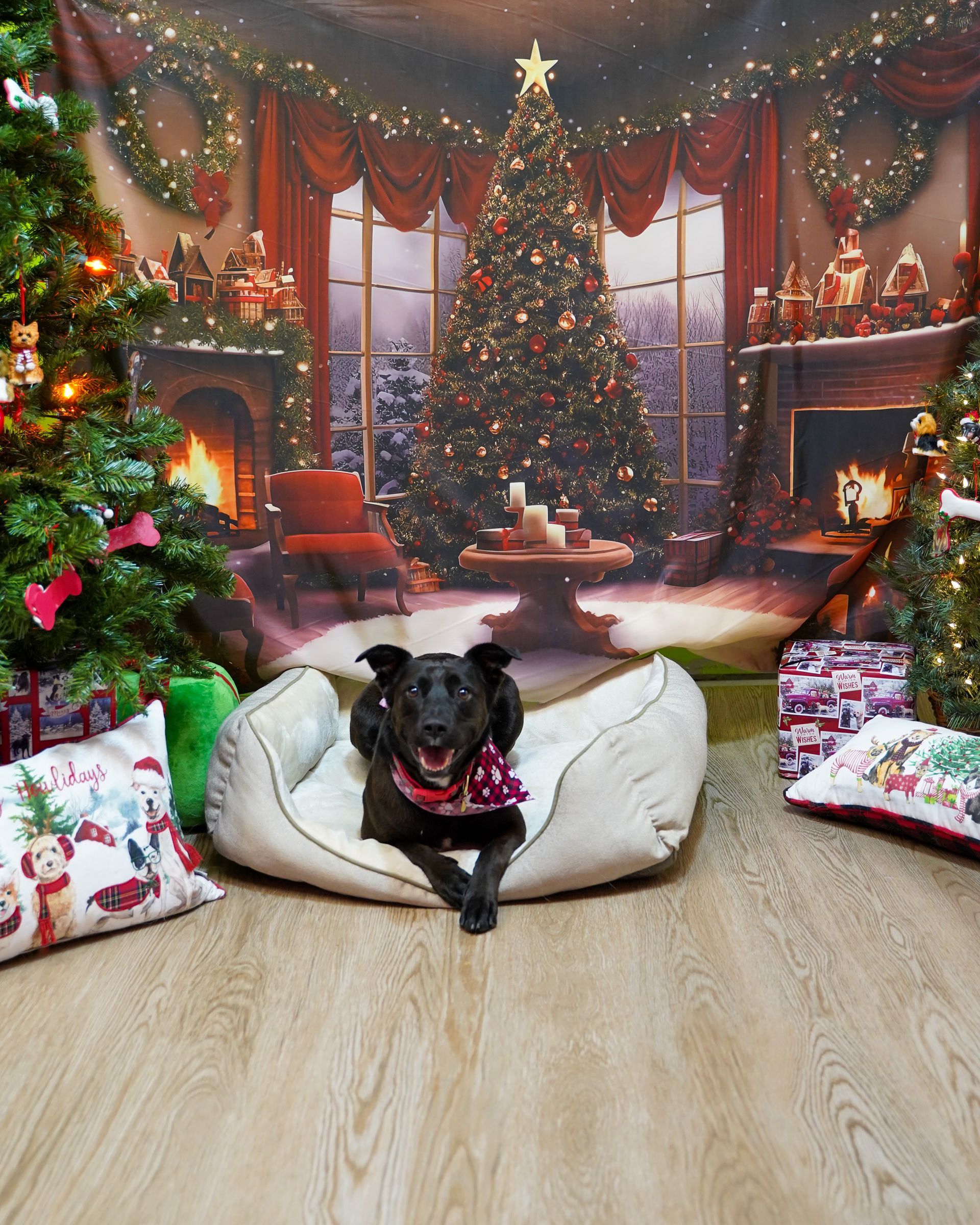 Black dog wearing a festive scarf, seated in a bed in front of a Christmas backdrop.