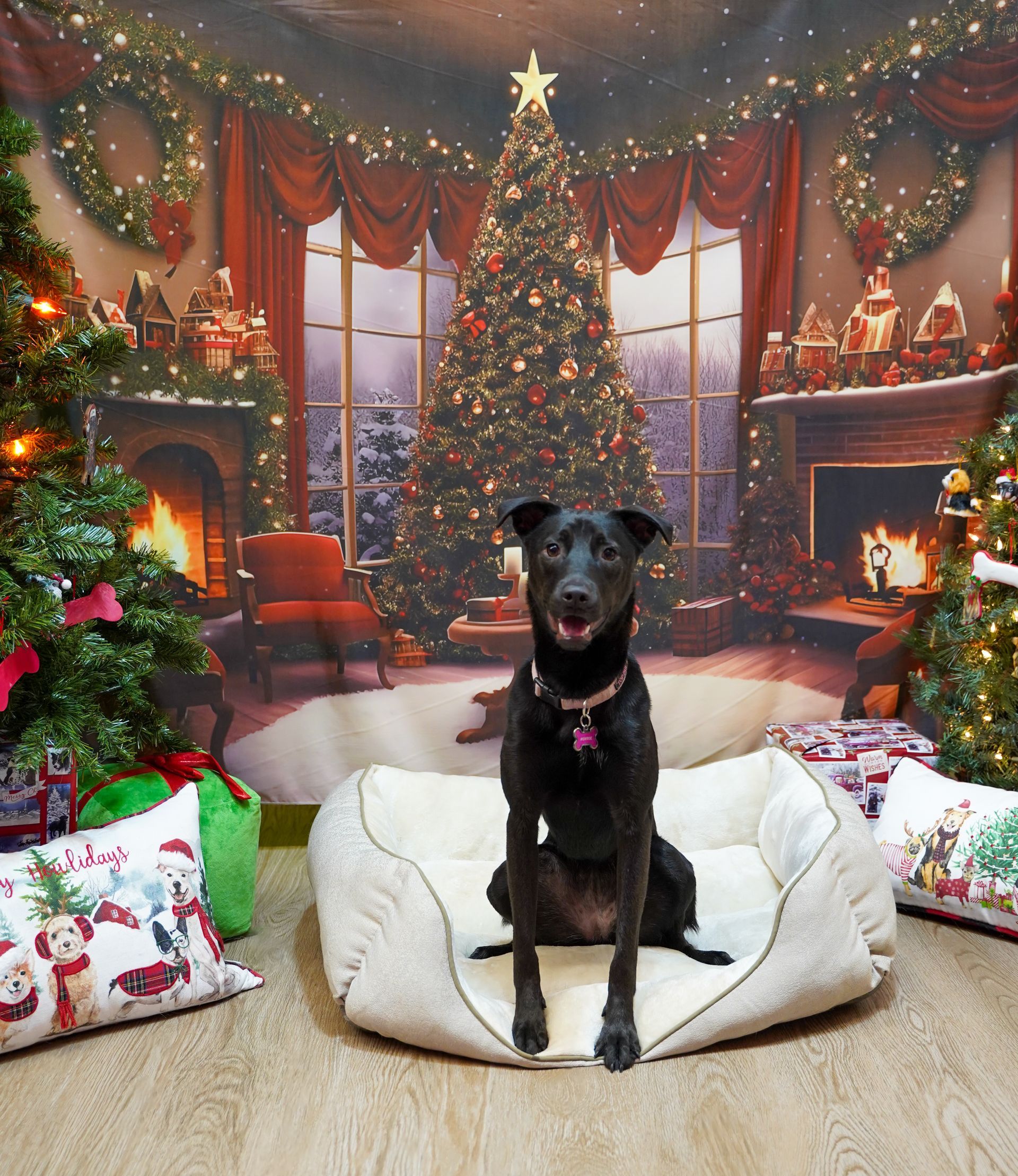 Black dog sits in a dog bed, posed in front of a Christmas backdrop with a tree and fireplace.