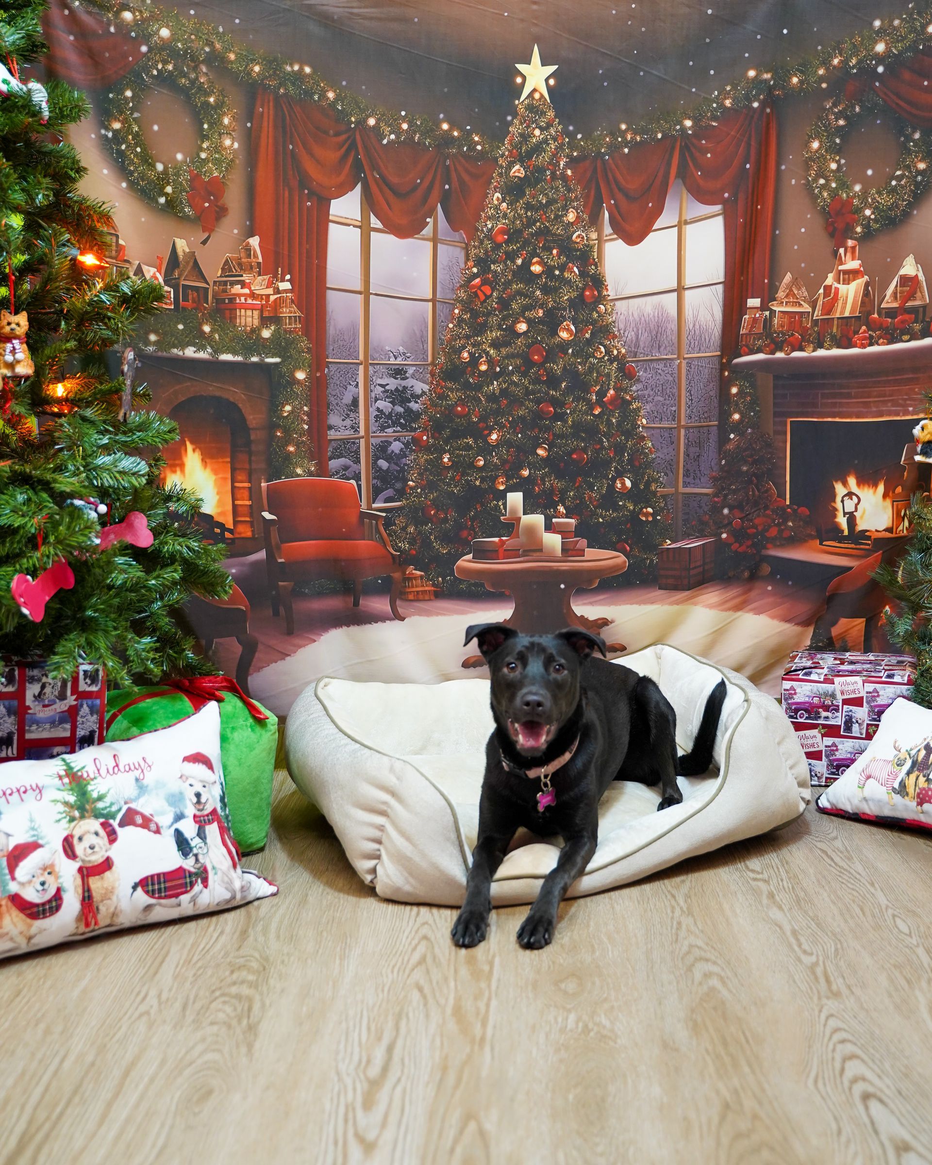 Black dog lying on a cream dog bed in front of a Christmas backdrop.