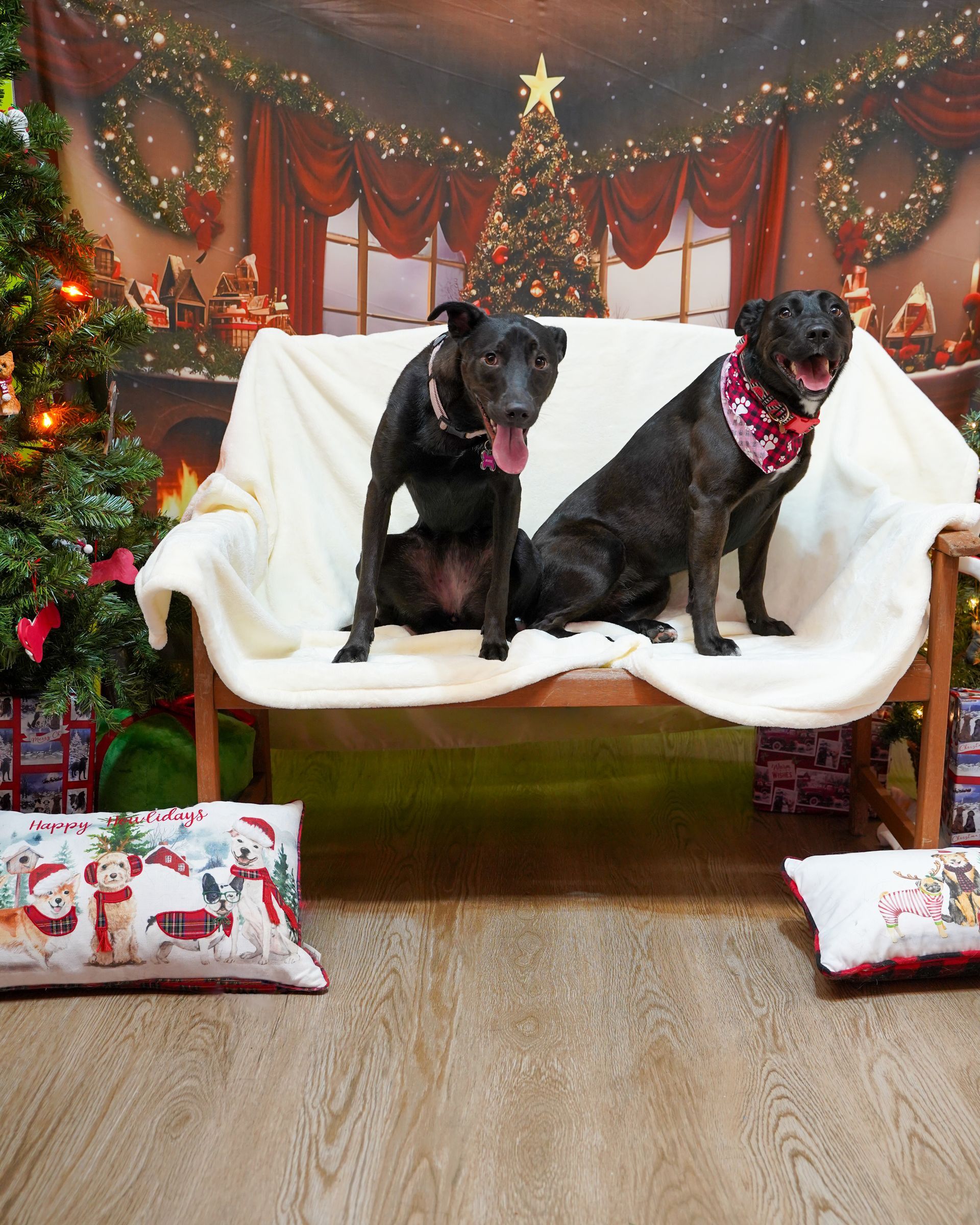Two black dogs sitting on a wooden bench with a festive Christmas background, one wearing a bandana.