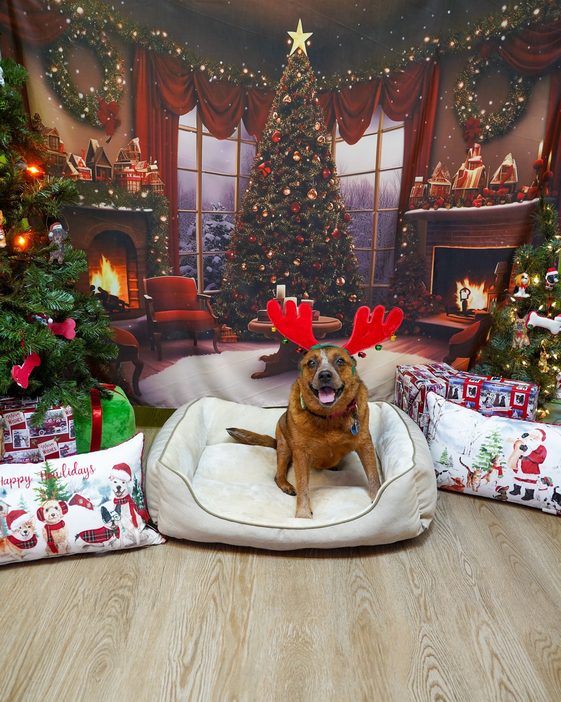 Dog wearing antlers in a Christmas-themed setting, sitting in a dog bed with presents and a tree.