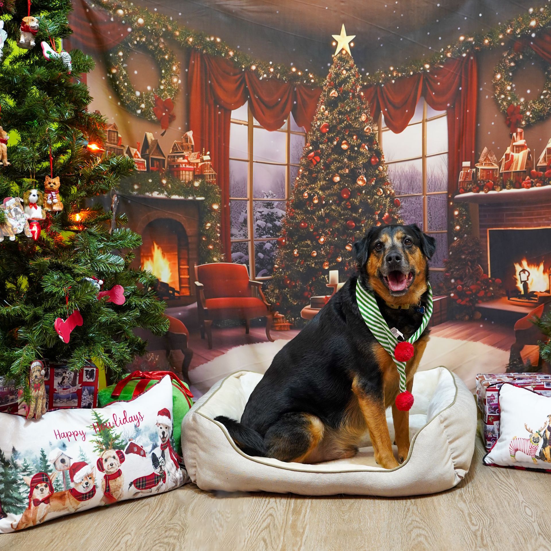 Dog in a holiday setting, wearing a festive scarf, sitting in a dog bed in front of a Christmas tree.