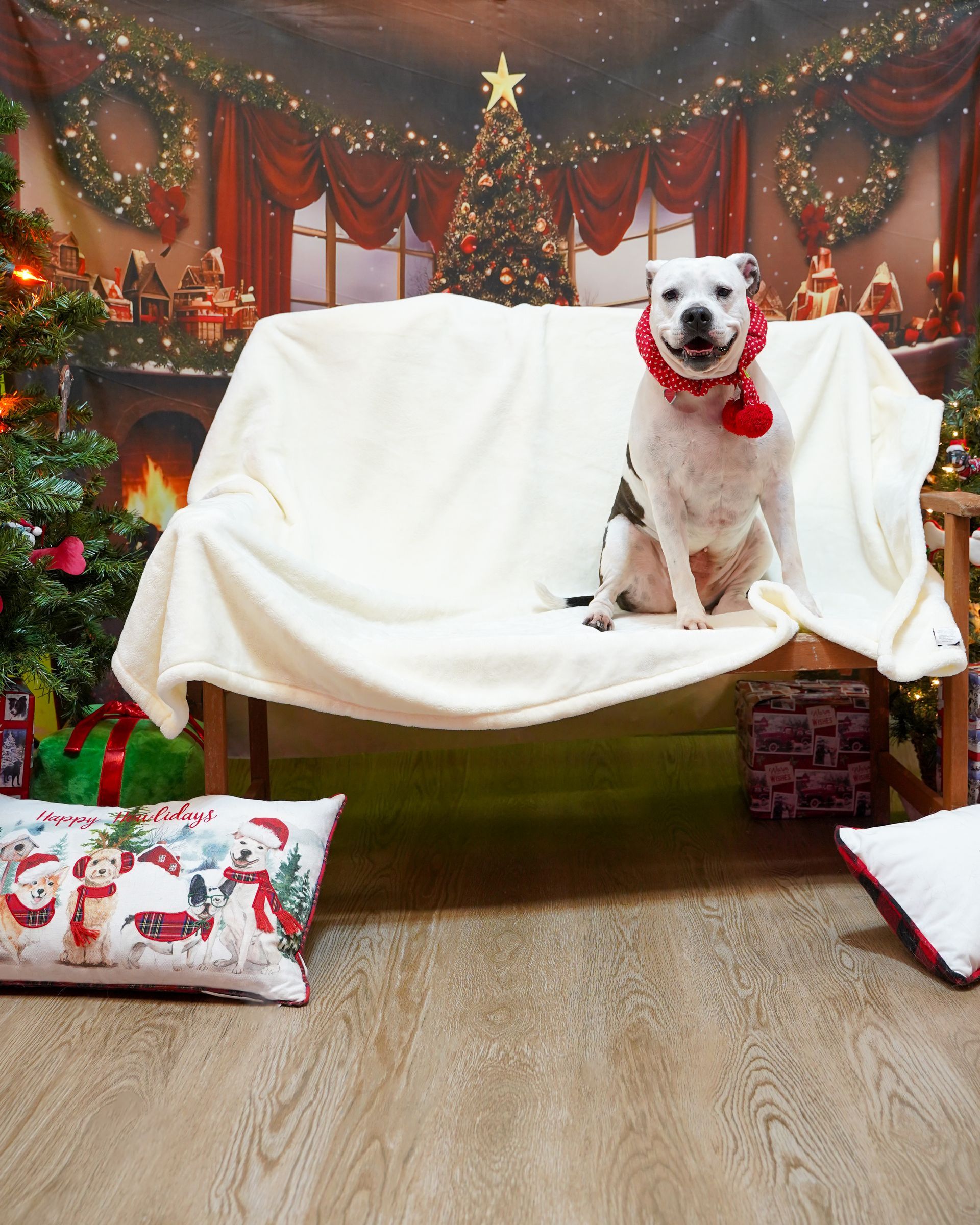 Dog wearing a red collar sits on a bench in front of a Christmas backdrop.
