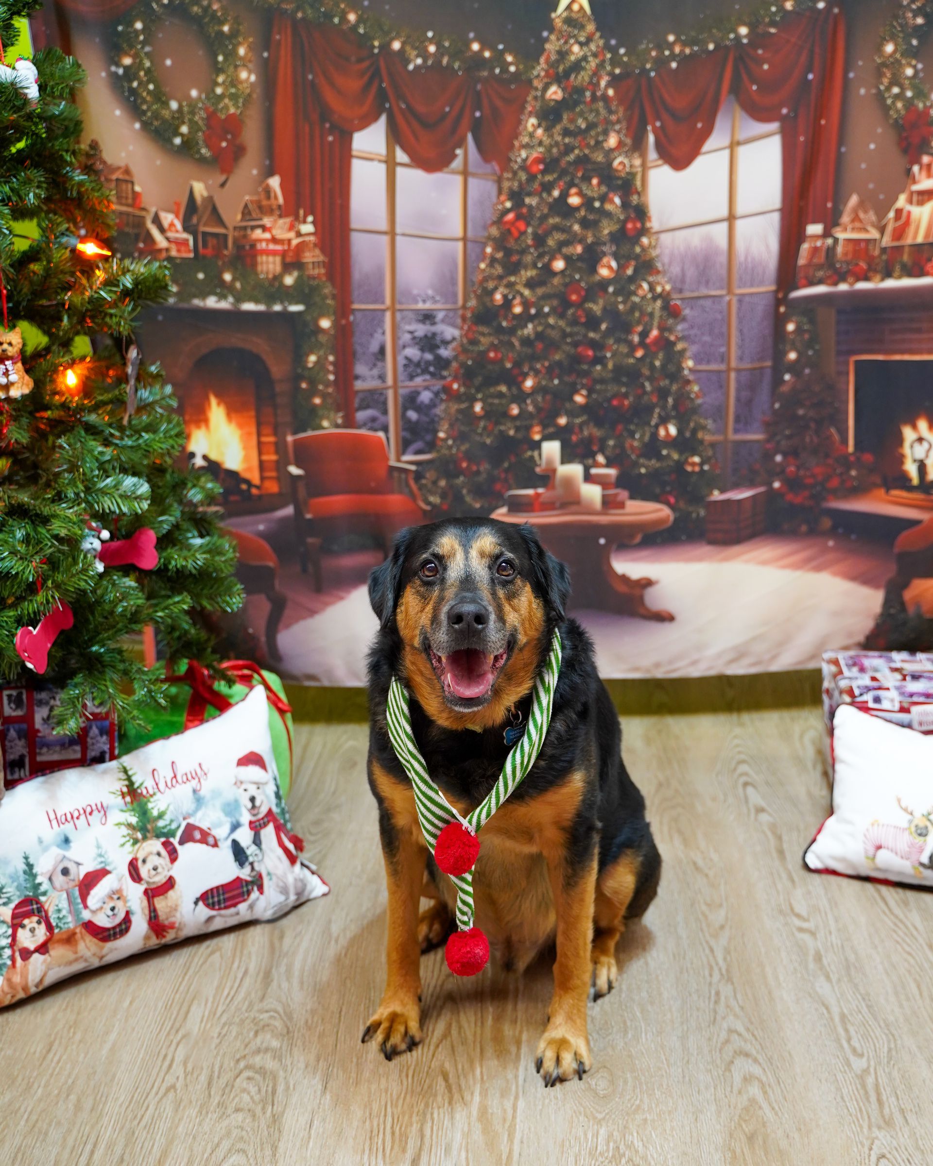 Dog in a Christmas setting wearing festive garland. Smiling, in front of decorated tree and background.