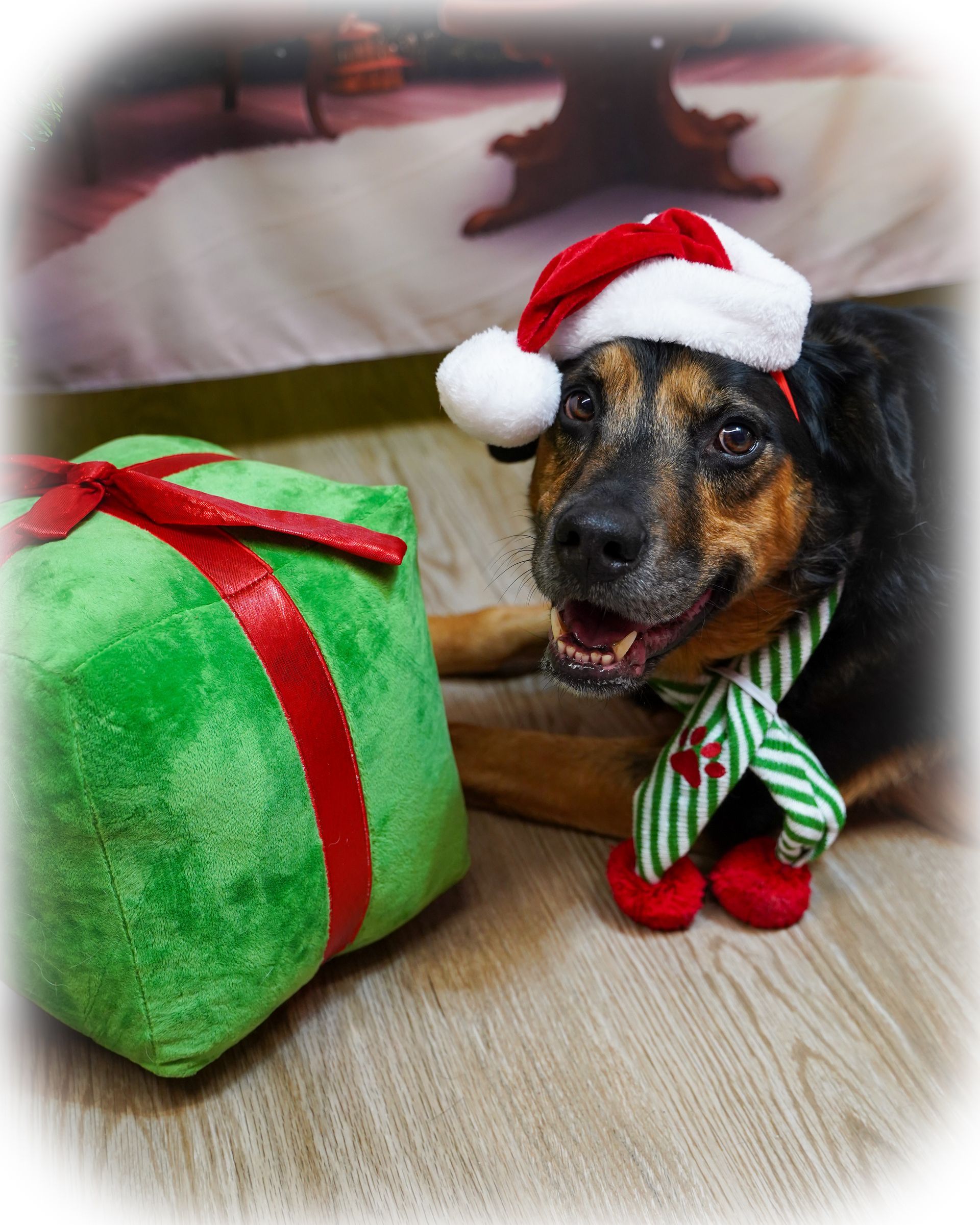 Dog wearing a Santa hat and scarf, next to a green present with a red ribbon.