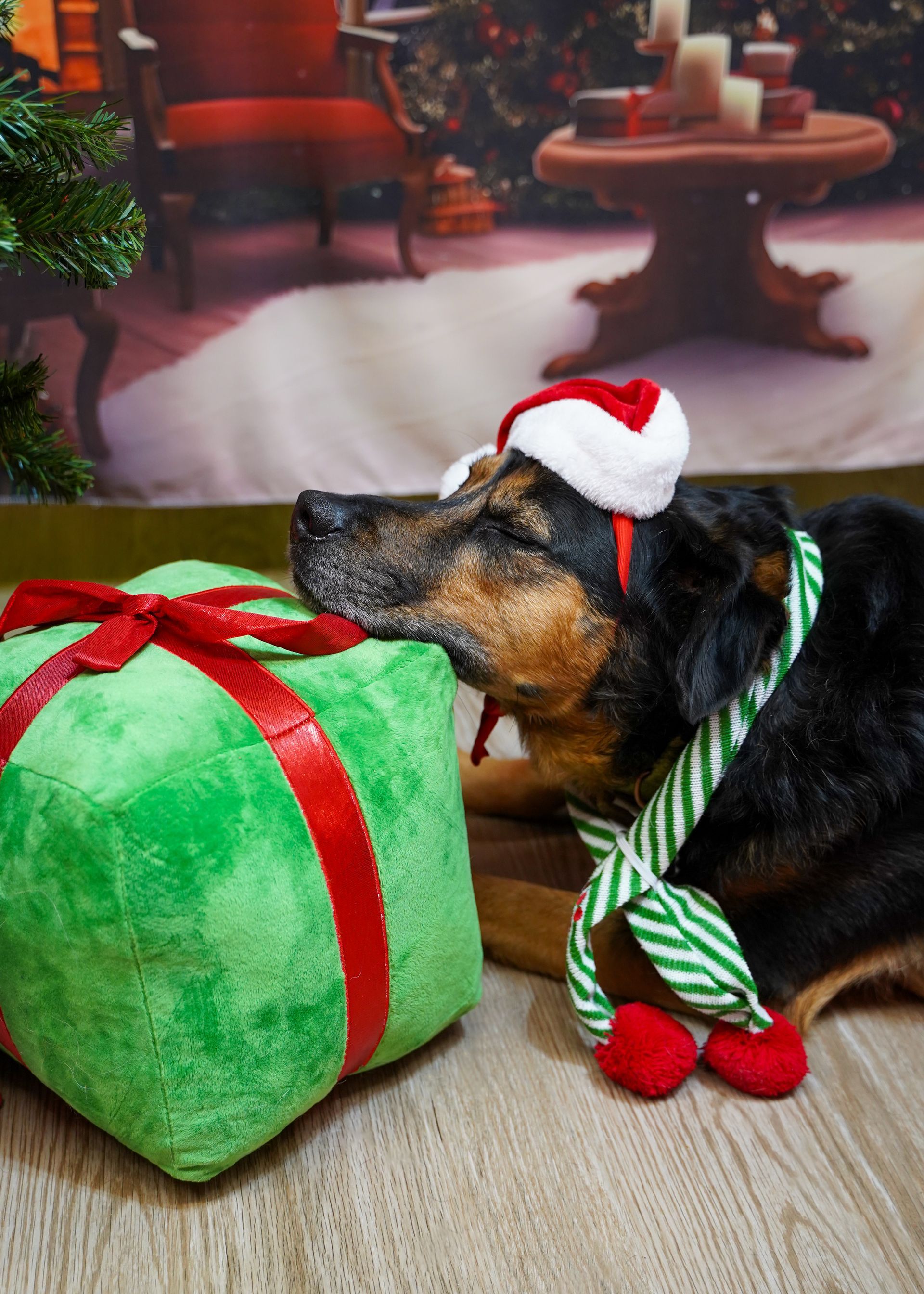 Dog wearing Santa hat and scarf, resting head on green gift box with red ribbon in front of a Christmas scene.
