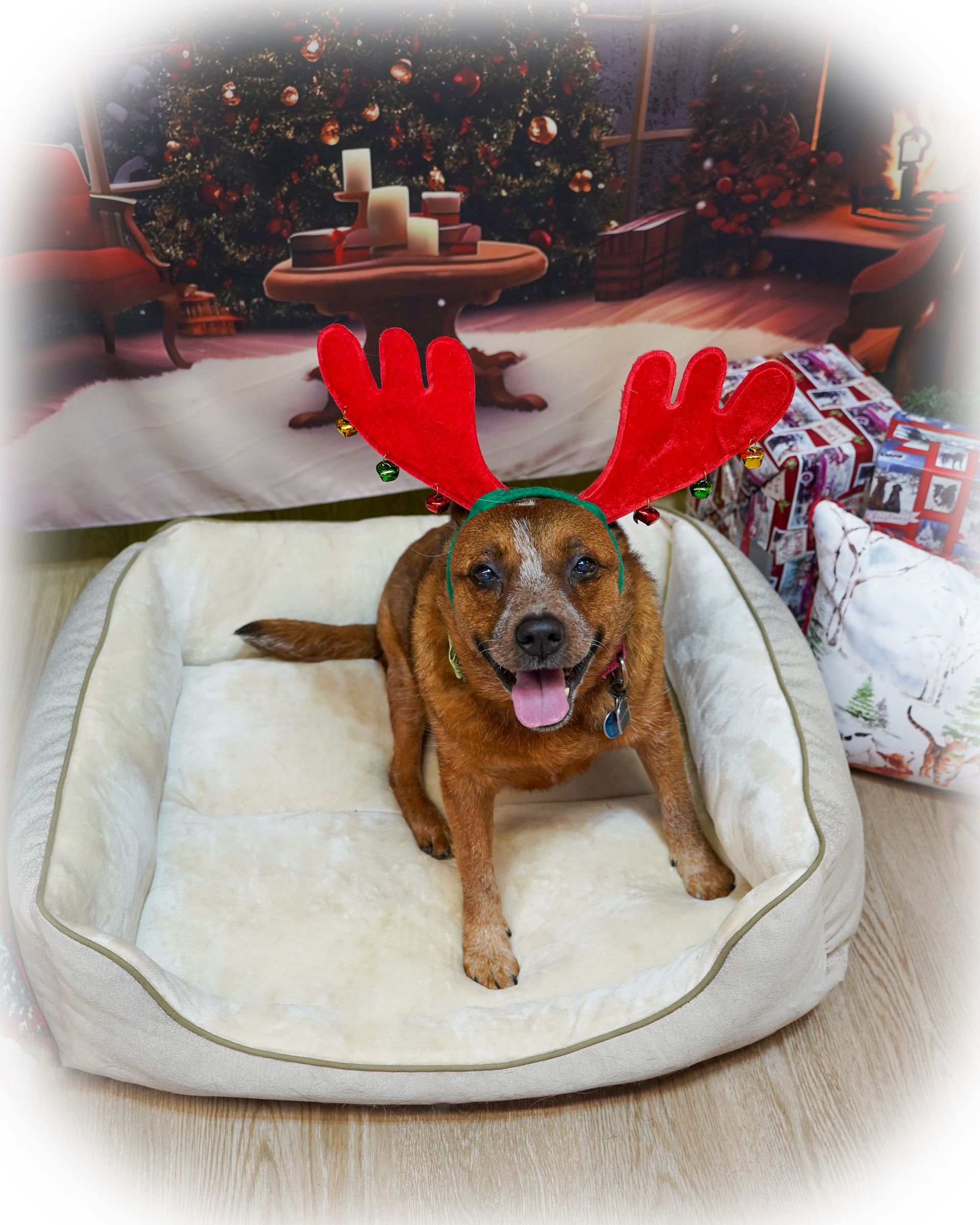 Dog with red reindeer antlers in a bed, Christmas background.
