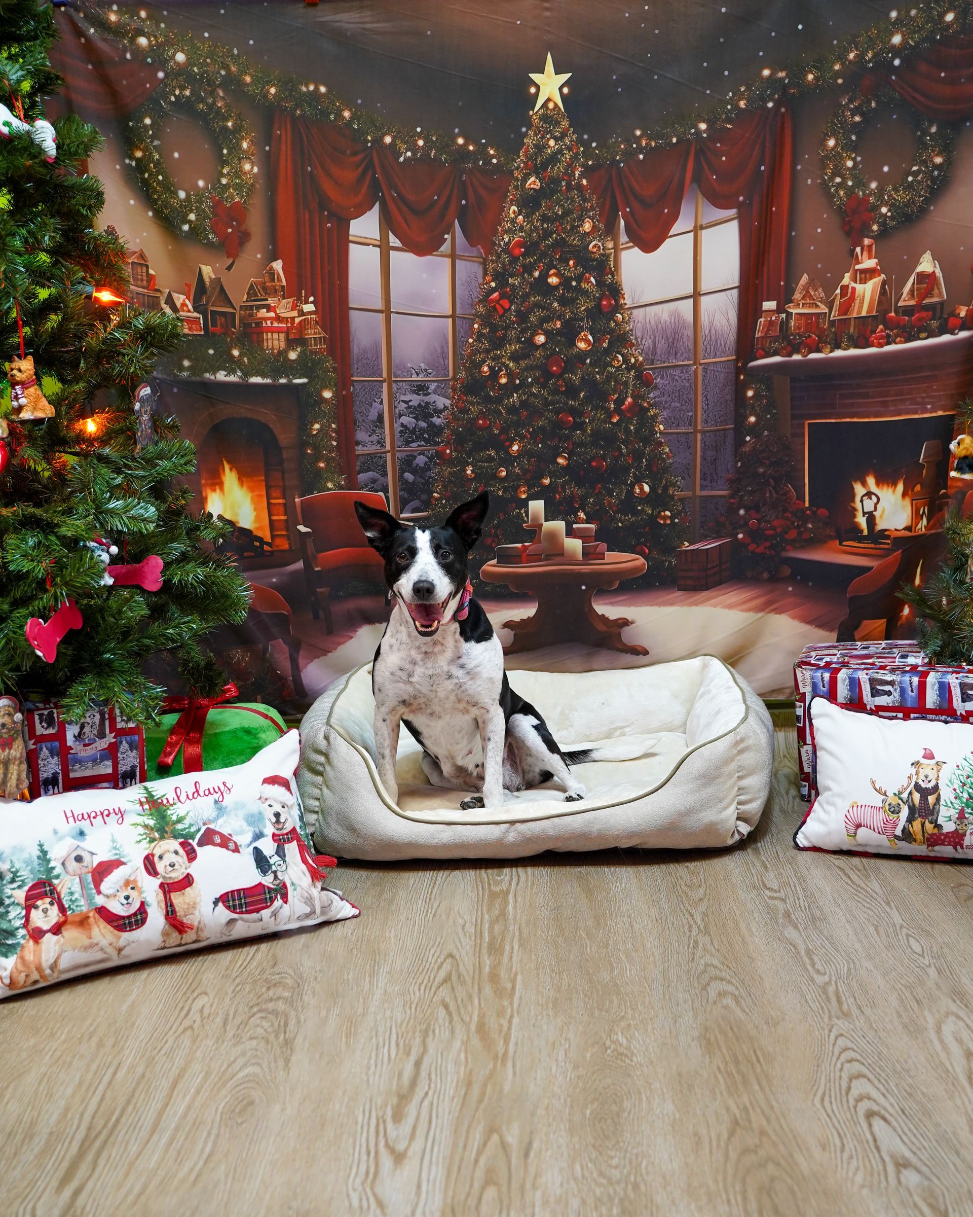 Dog in a holiday scene, sitting on a bed in front of a Christmas tree with presents and a fireplace.
