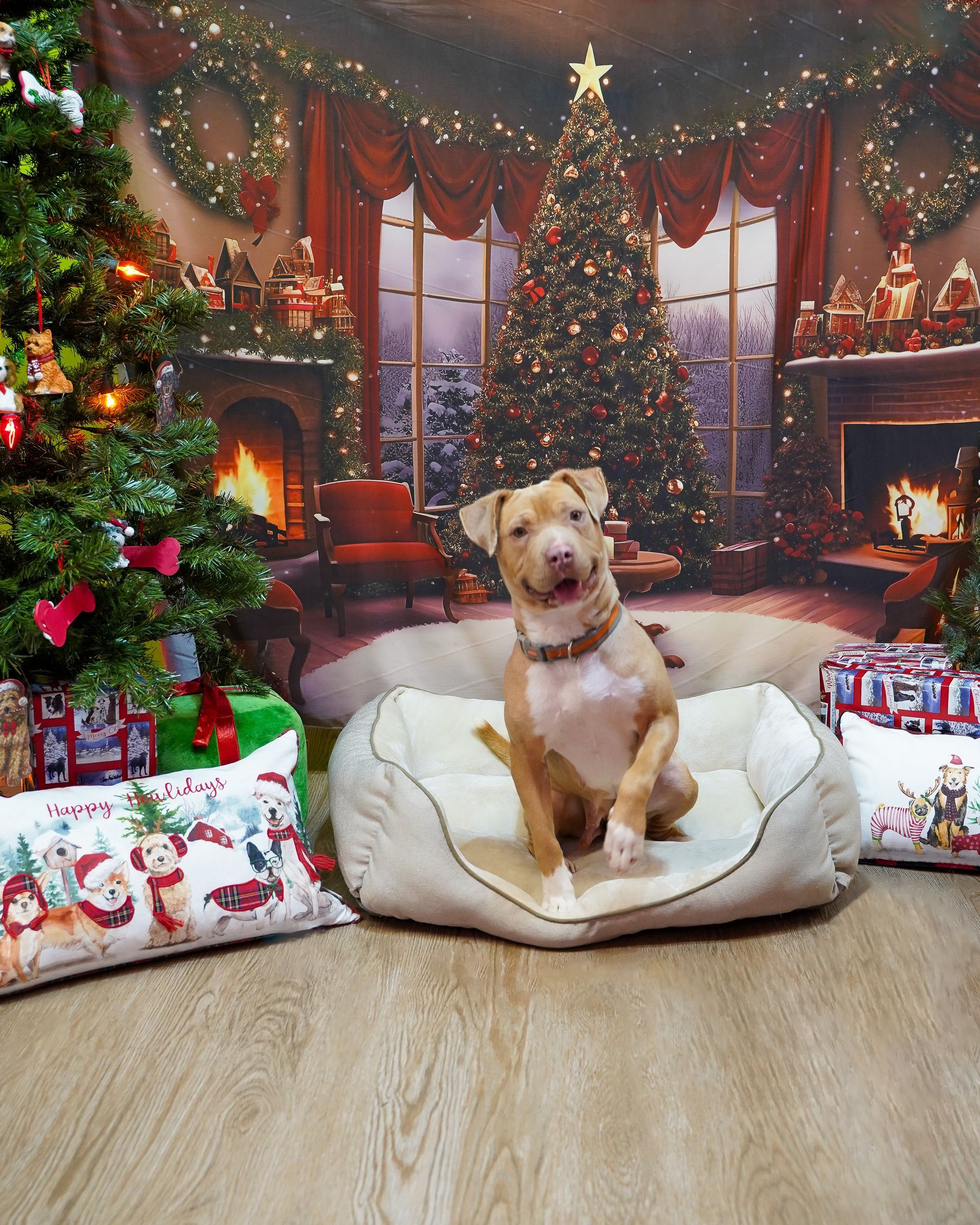 Tan dog in a beige bed sits in front of a Christmas backdrop with gifts, a Christmas tree, and a fireplace.