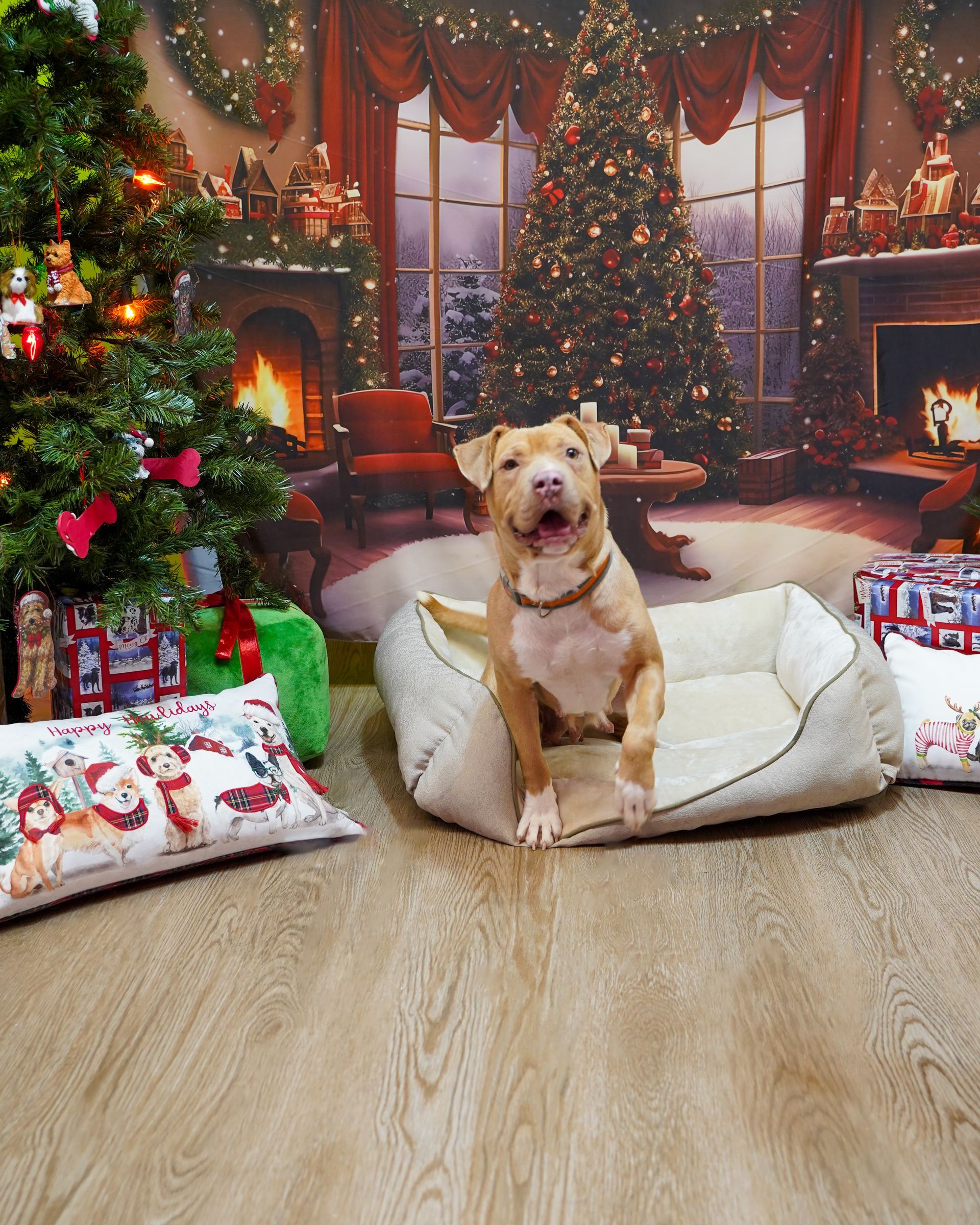Tan dog sitting in a bed with a Christmas backdrop, smiling.