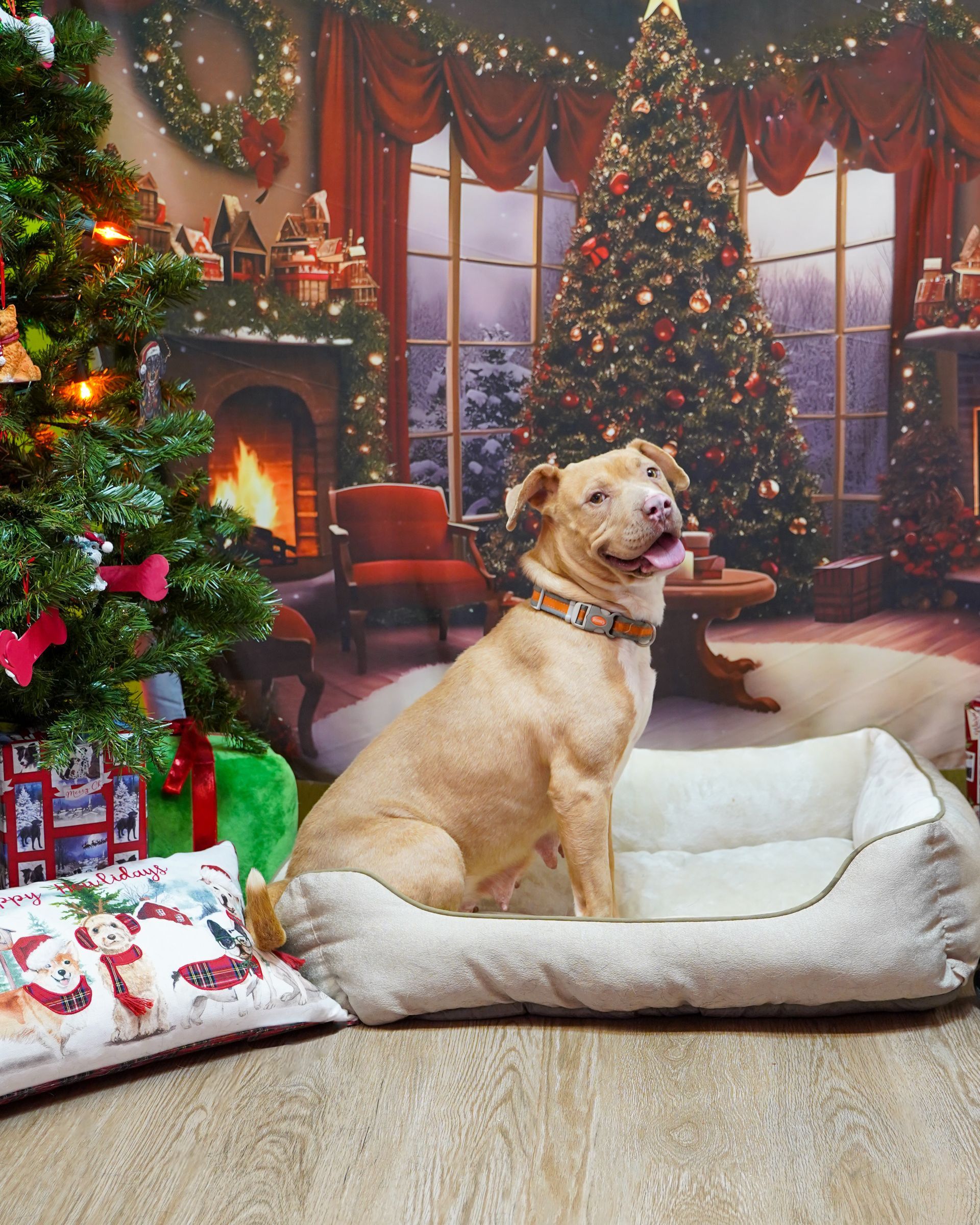 Dog in a cozy bed smiles in front of Christmas tree and festive decorations.