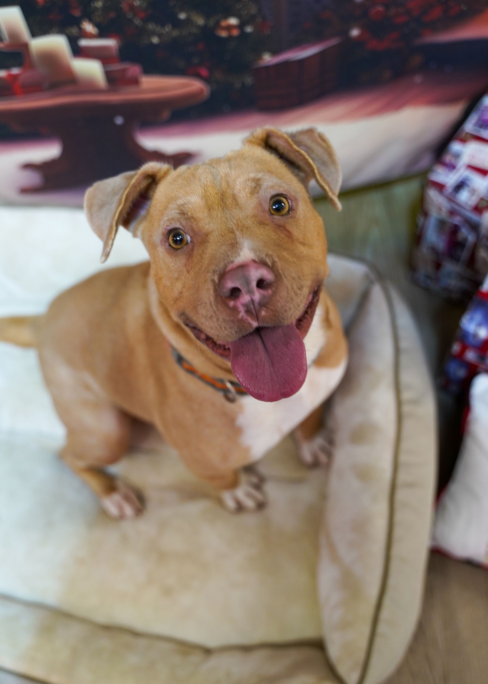 Happy tan pit bull with tongue out, sitting on a bed, looking up.