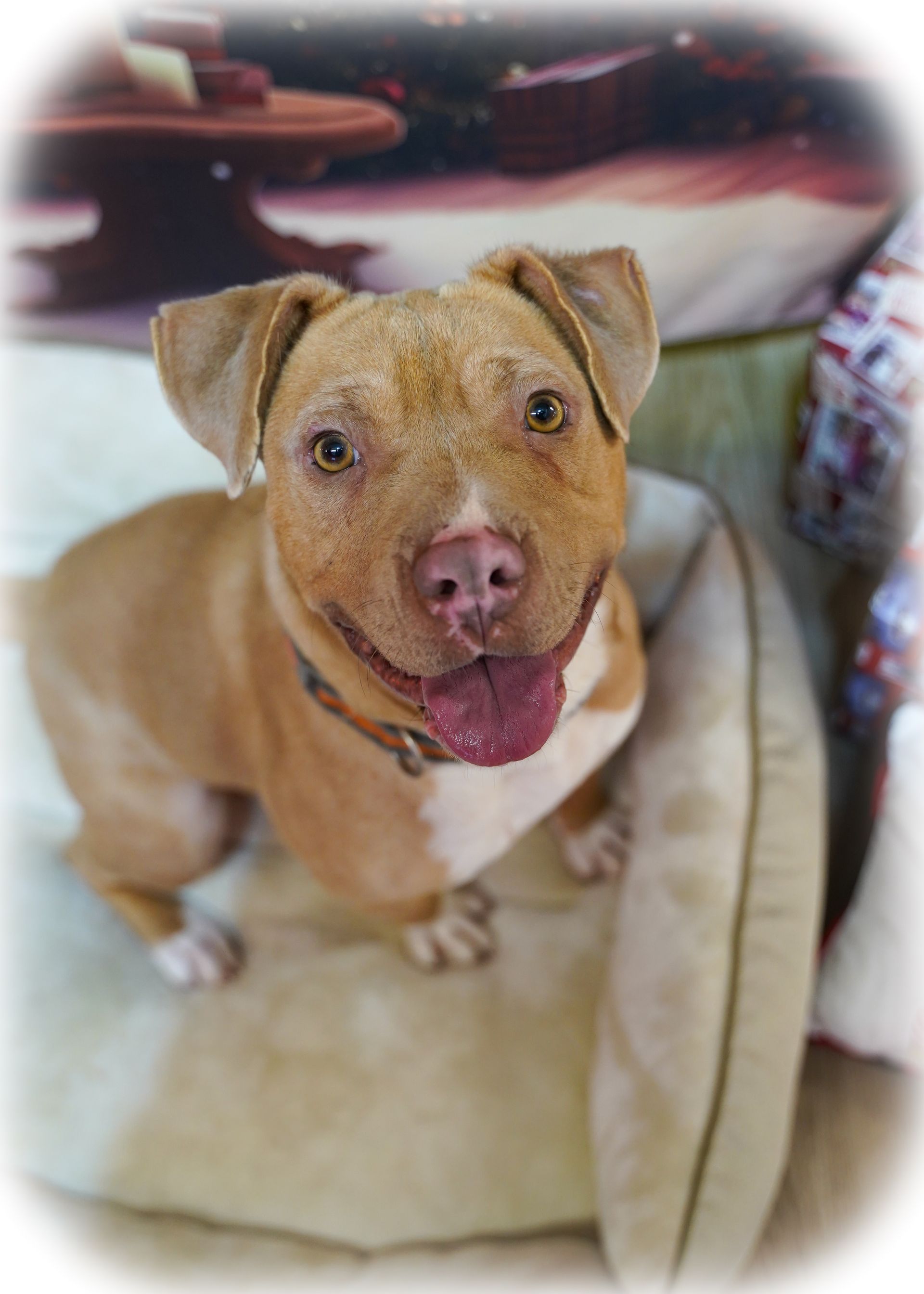 Tan pit bull with a pink nose and tongue sitting on a bed, looking up.