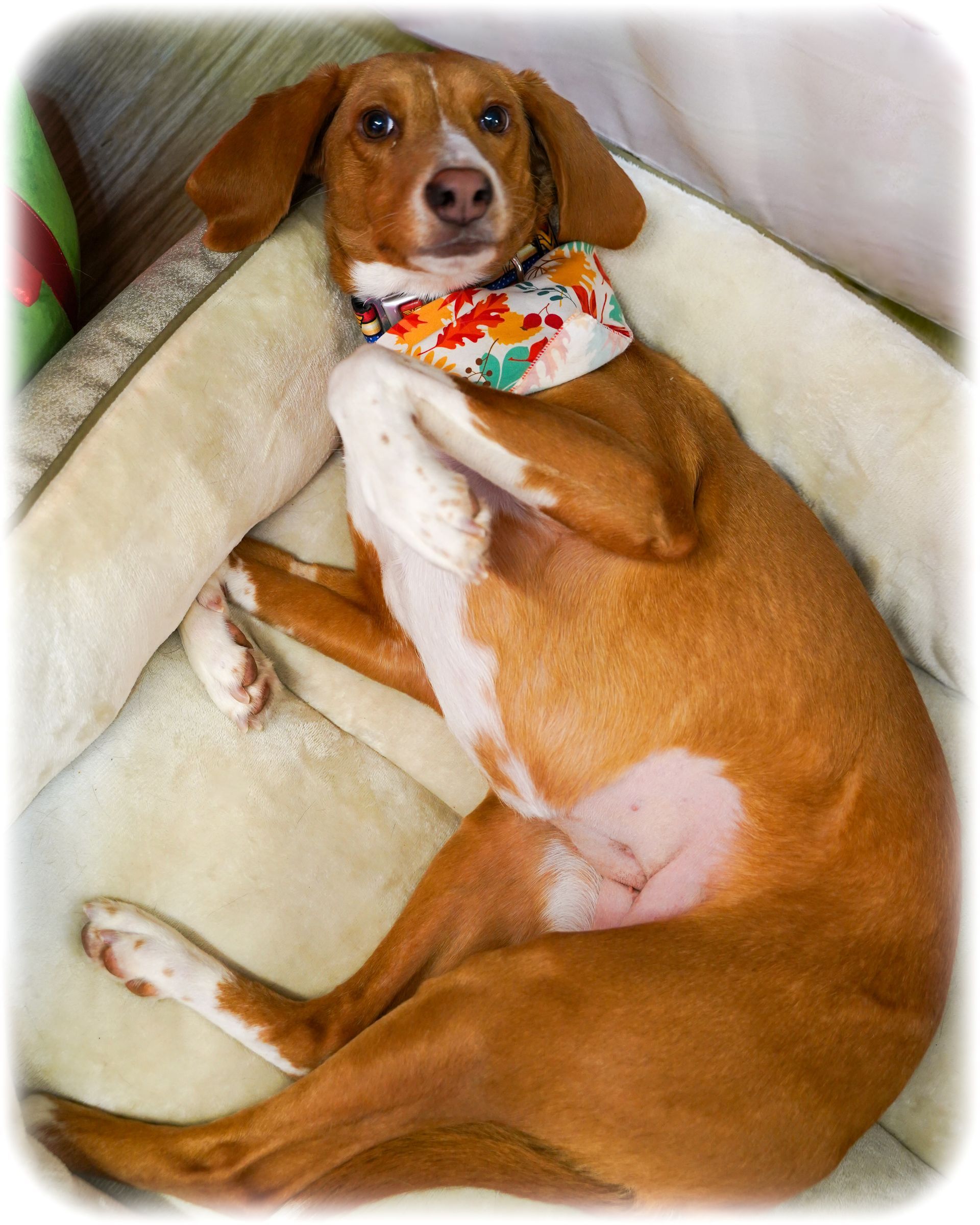 Brown and white dog reclining in a bed, wearing a floral scarf.