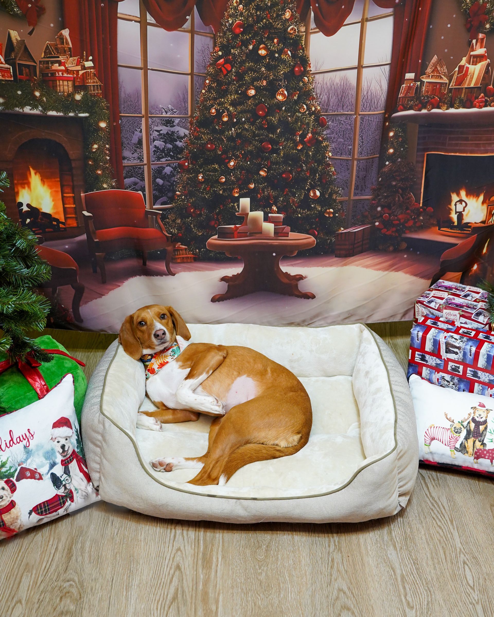 Dachshund dog resting in a bed, in front of a Christmas tree backdrop.