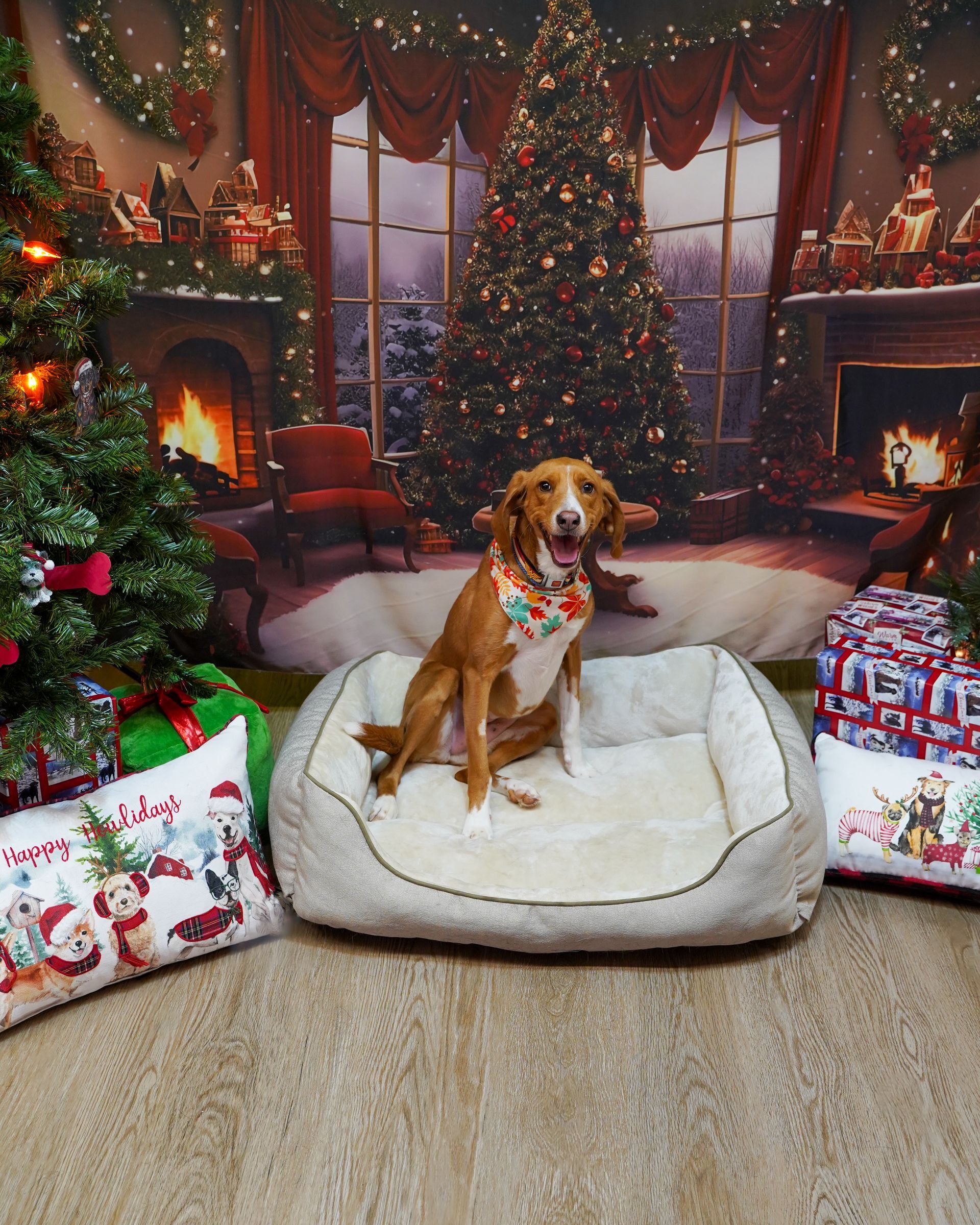 Dog sits in a bed with a Christmas backdrop, wearing a bandana.