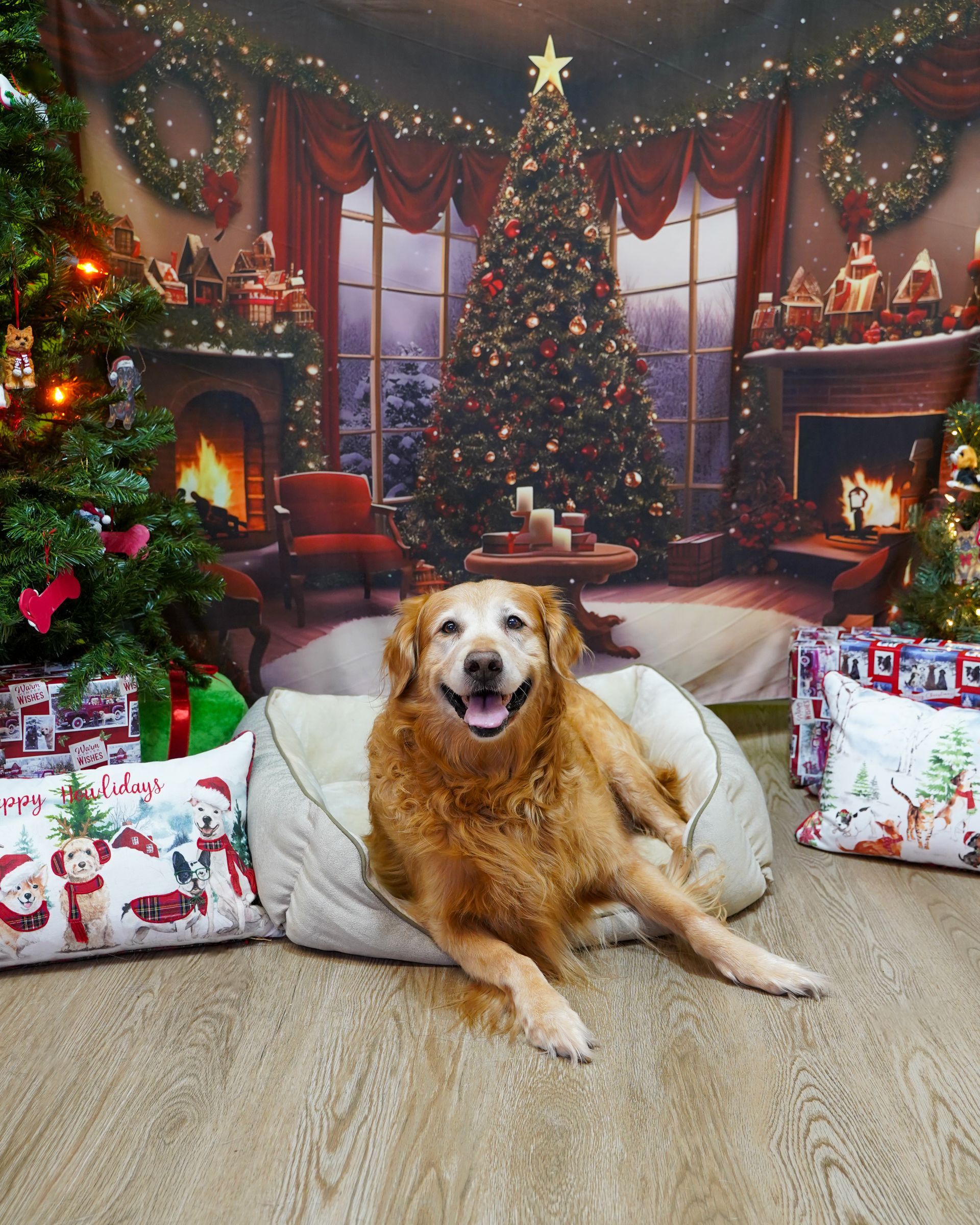 Golden Retriever dog in a festive Christmas scene, smiling and lying on a dog bed.