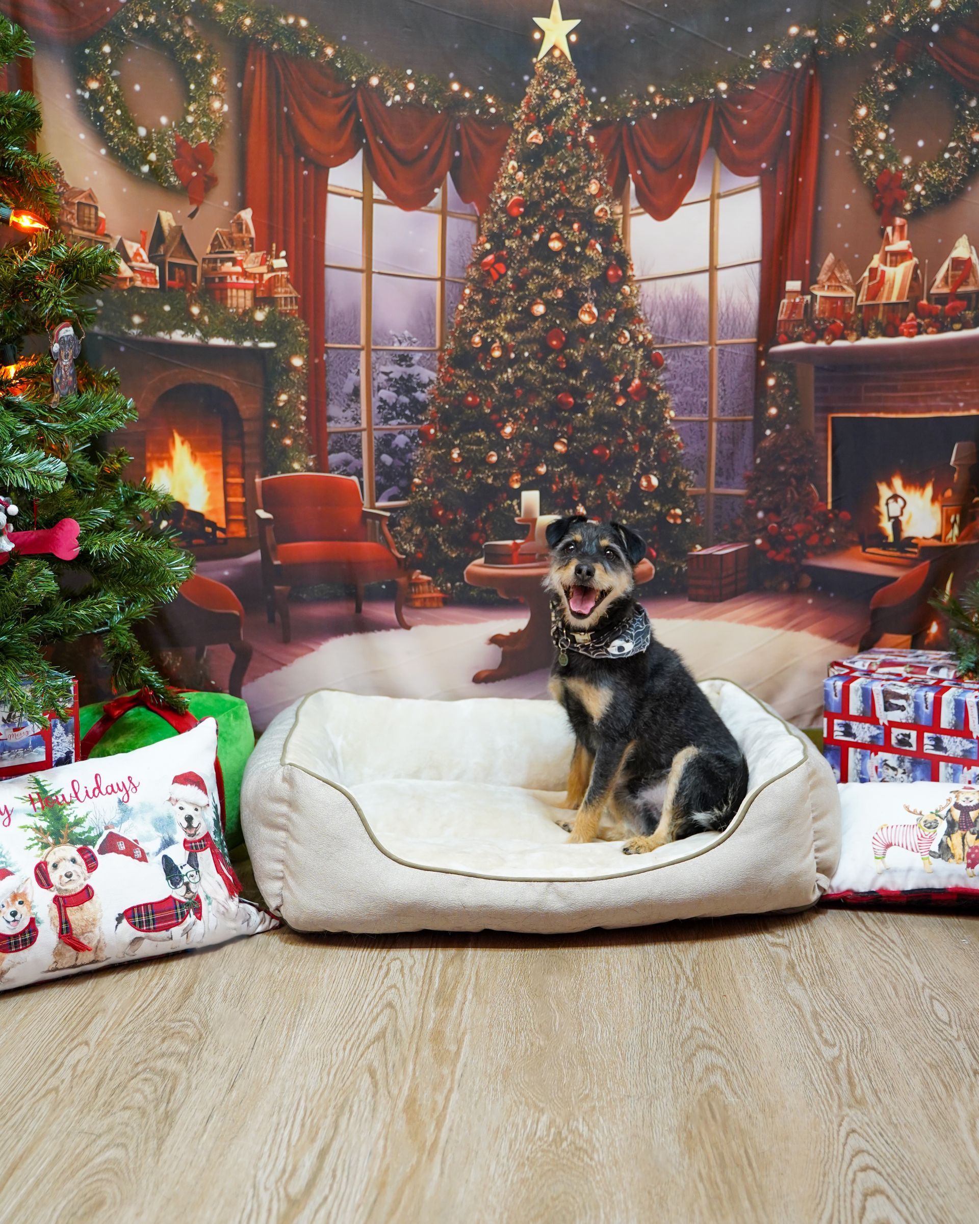 Dog sits on a bed in front of a Christmas scene with a decorated tree, fireplace, and presents.