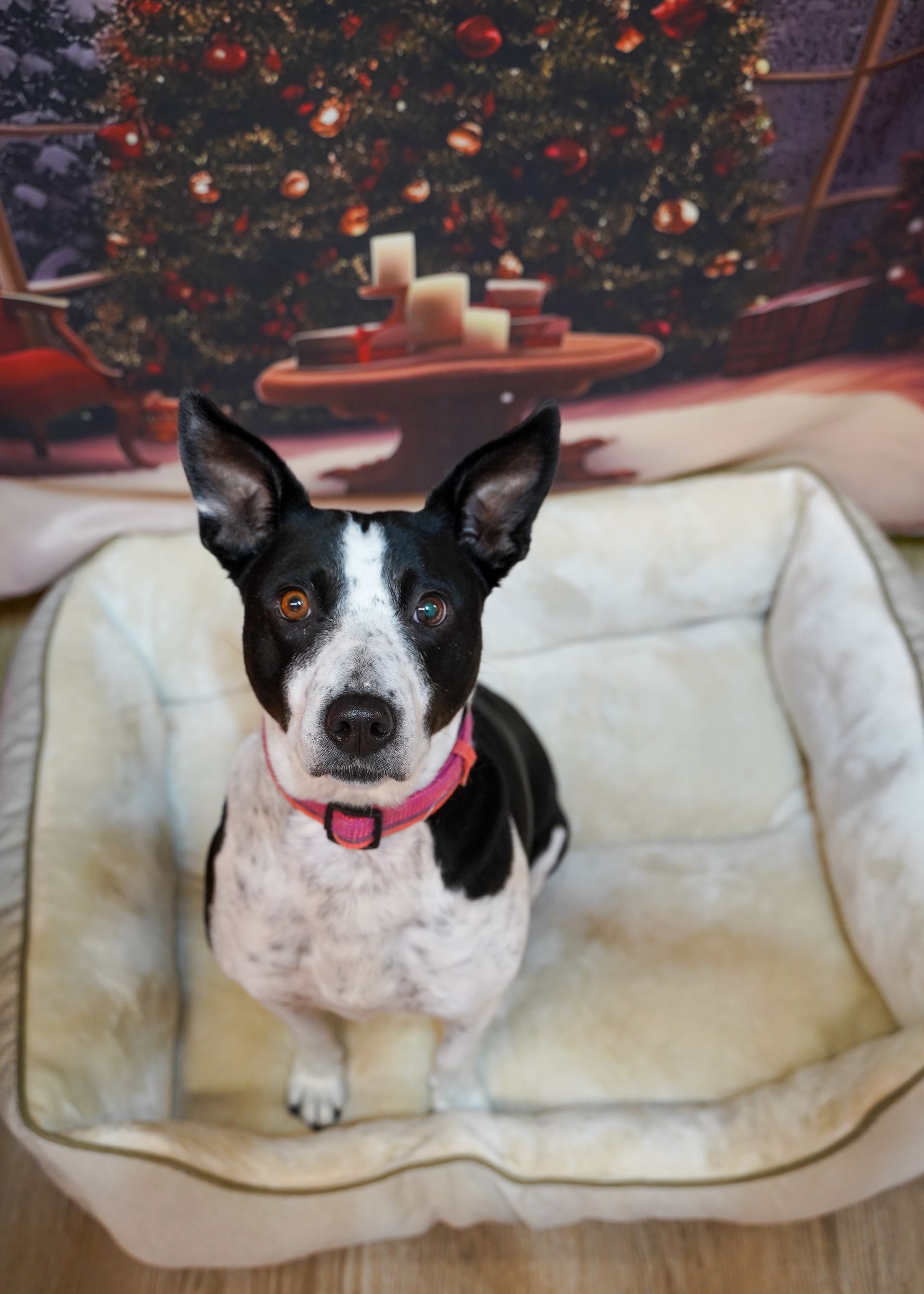 Black and white dog with pink collar in a white bed, in front of a holiday backdrop.