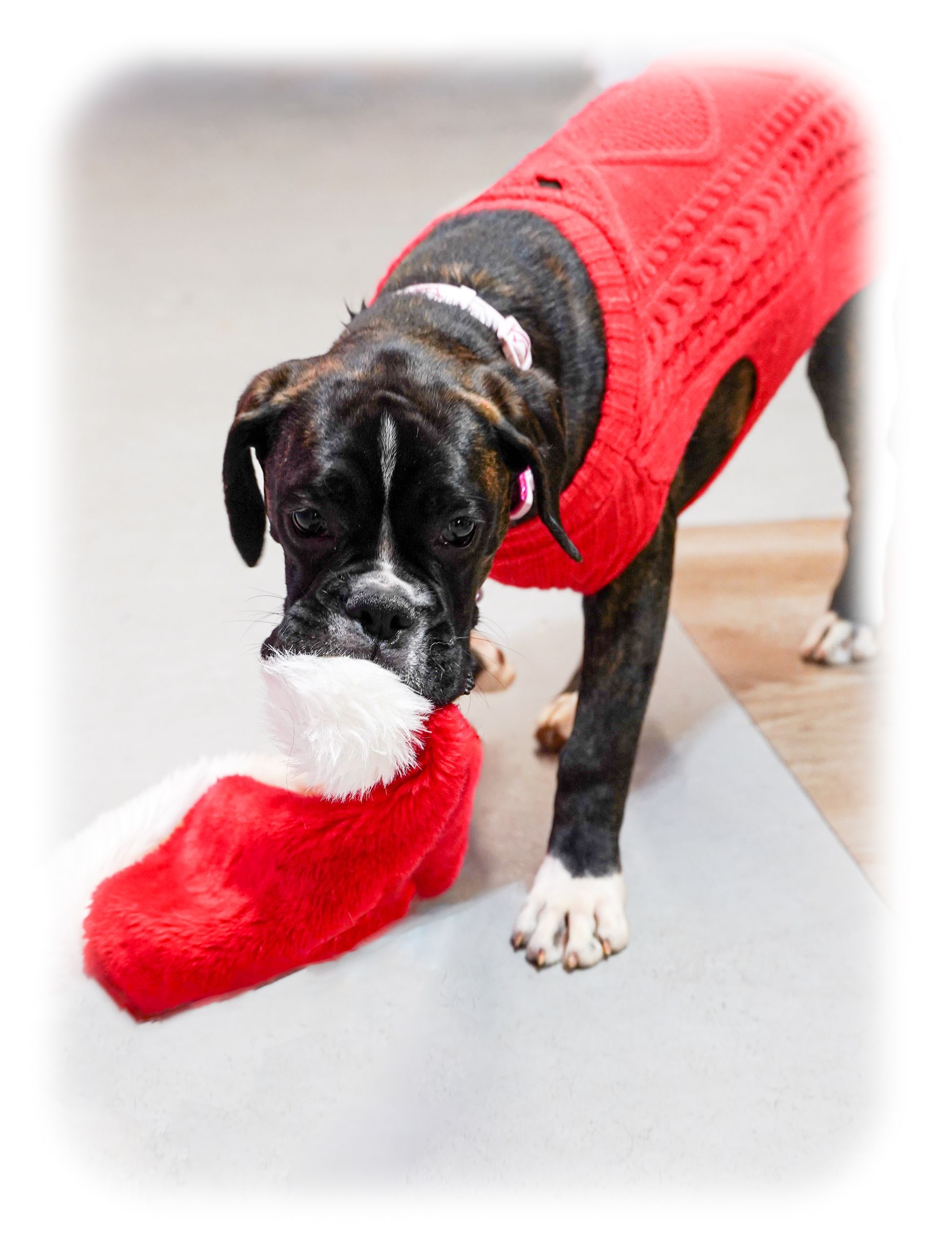 Dog in a red sweater, sniffing a red and white Christmas stocking.