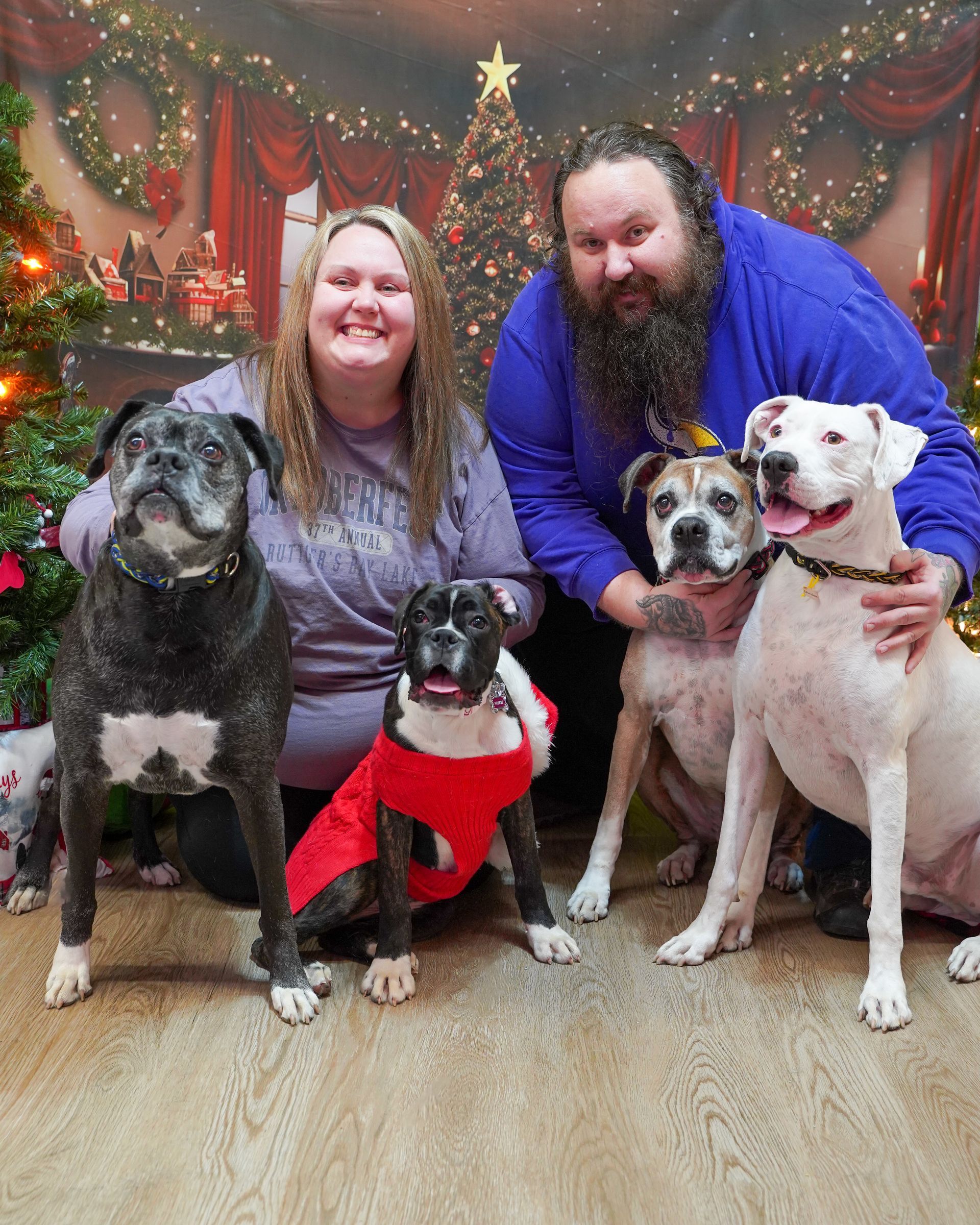 A couple poses with four Boxer dogs in front of a Christmas backdrop.