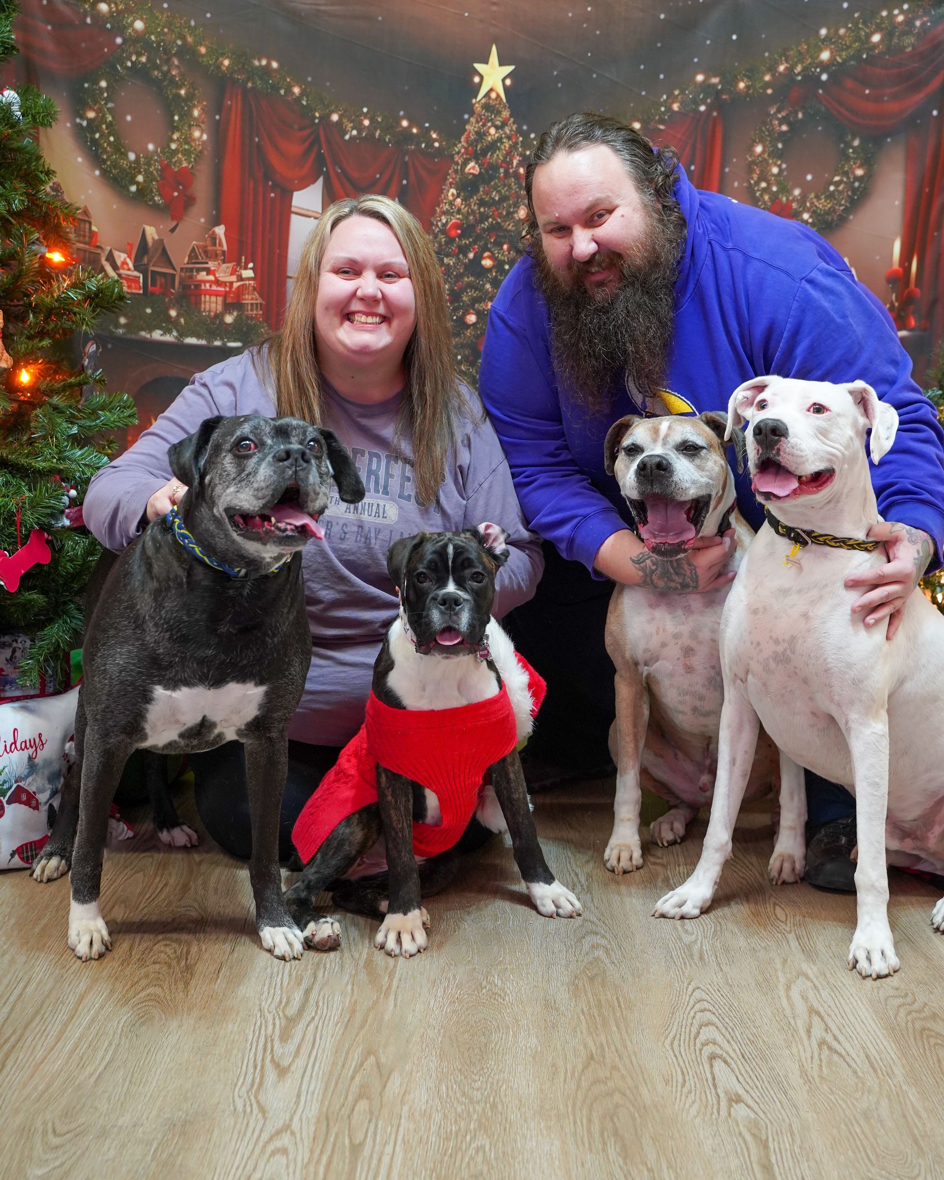 Couple with four dogs pose in front of a Christmas tree and decorations, all smiling.