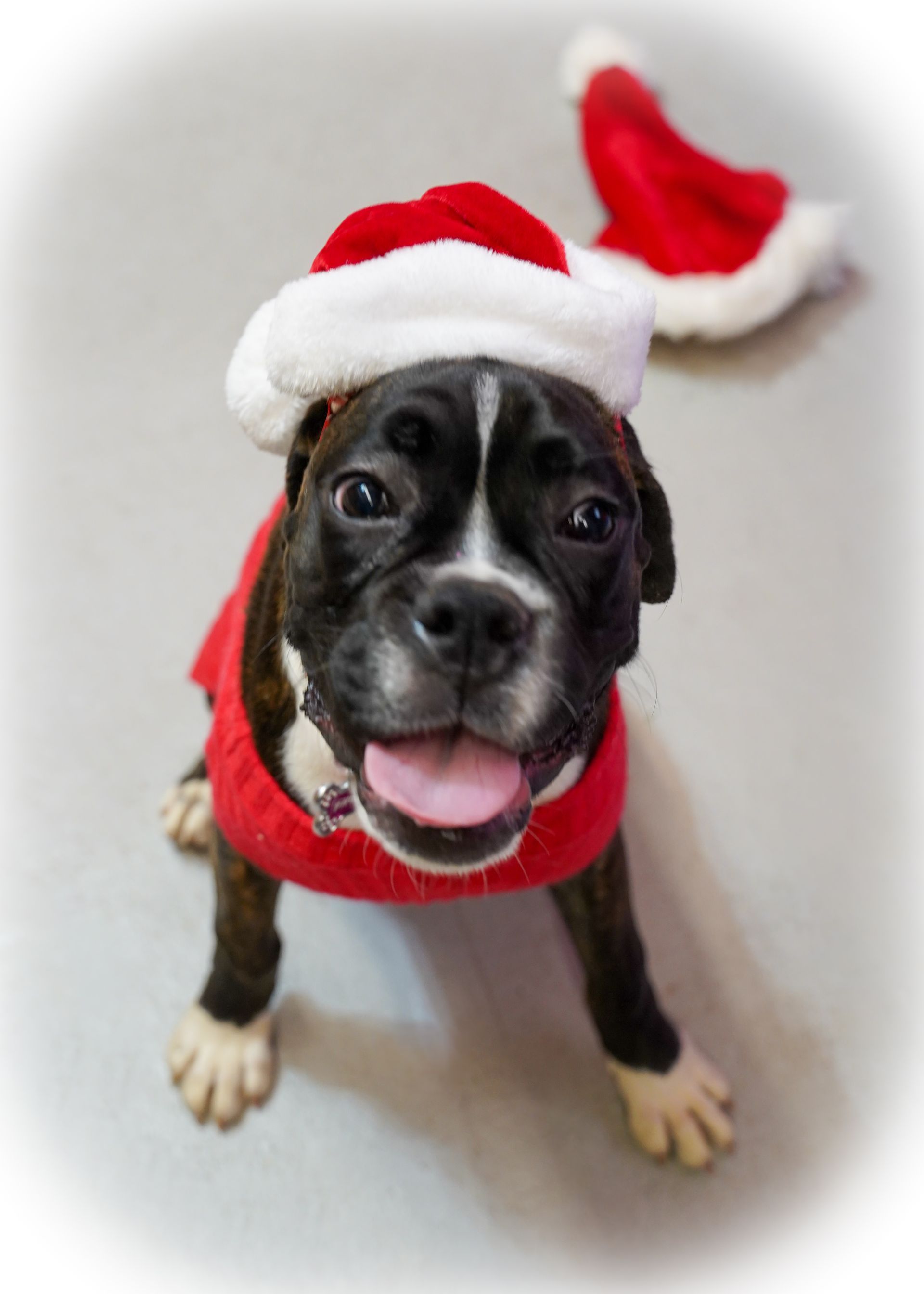 Boxer puppy wearing a Santa hat and red sweater.