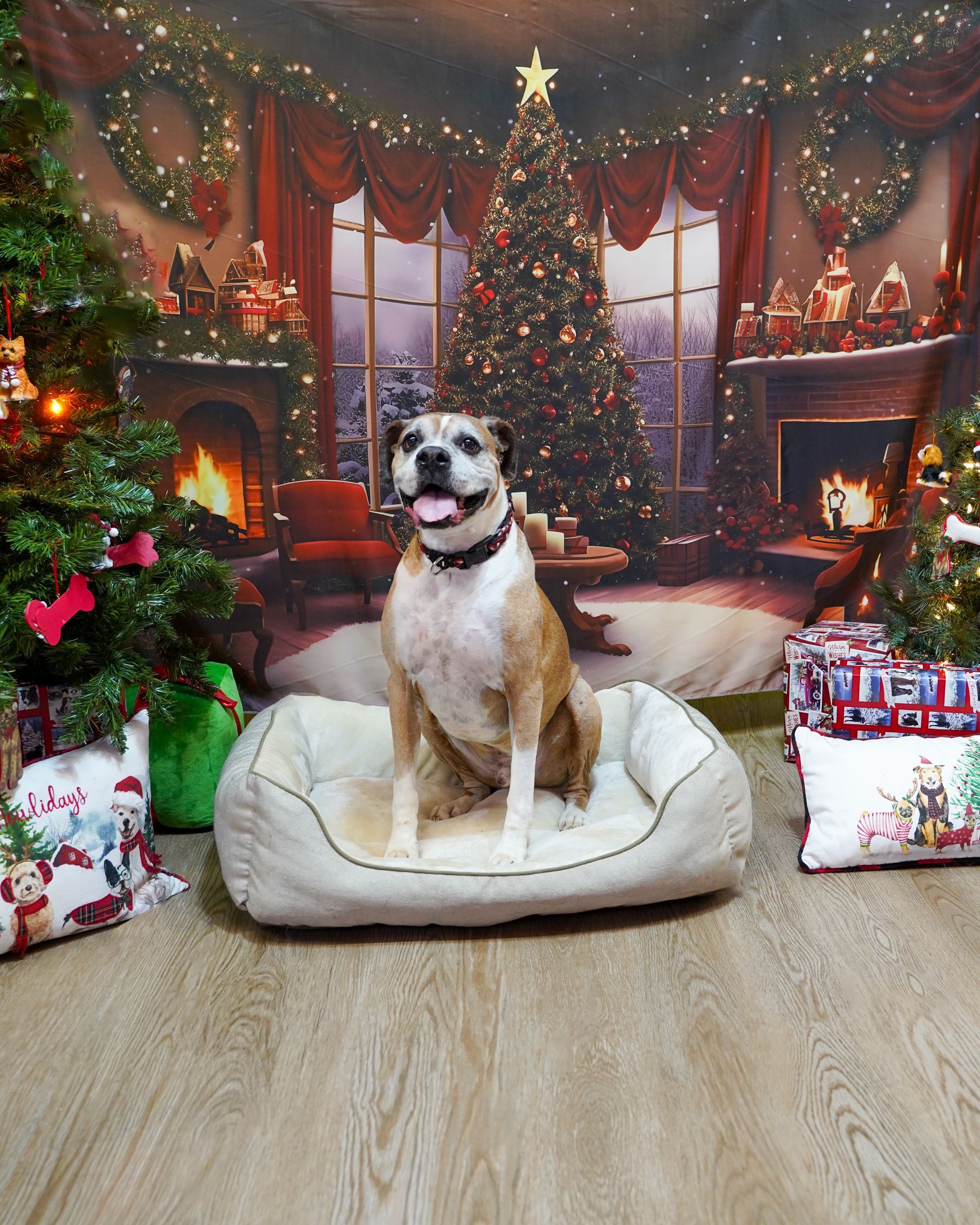 Dog sitting on a bed, smiling, in front of a Christmas backdrop with trees, fireplace and presents.