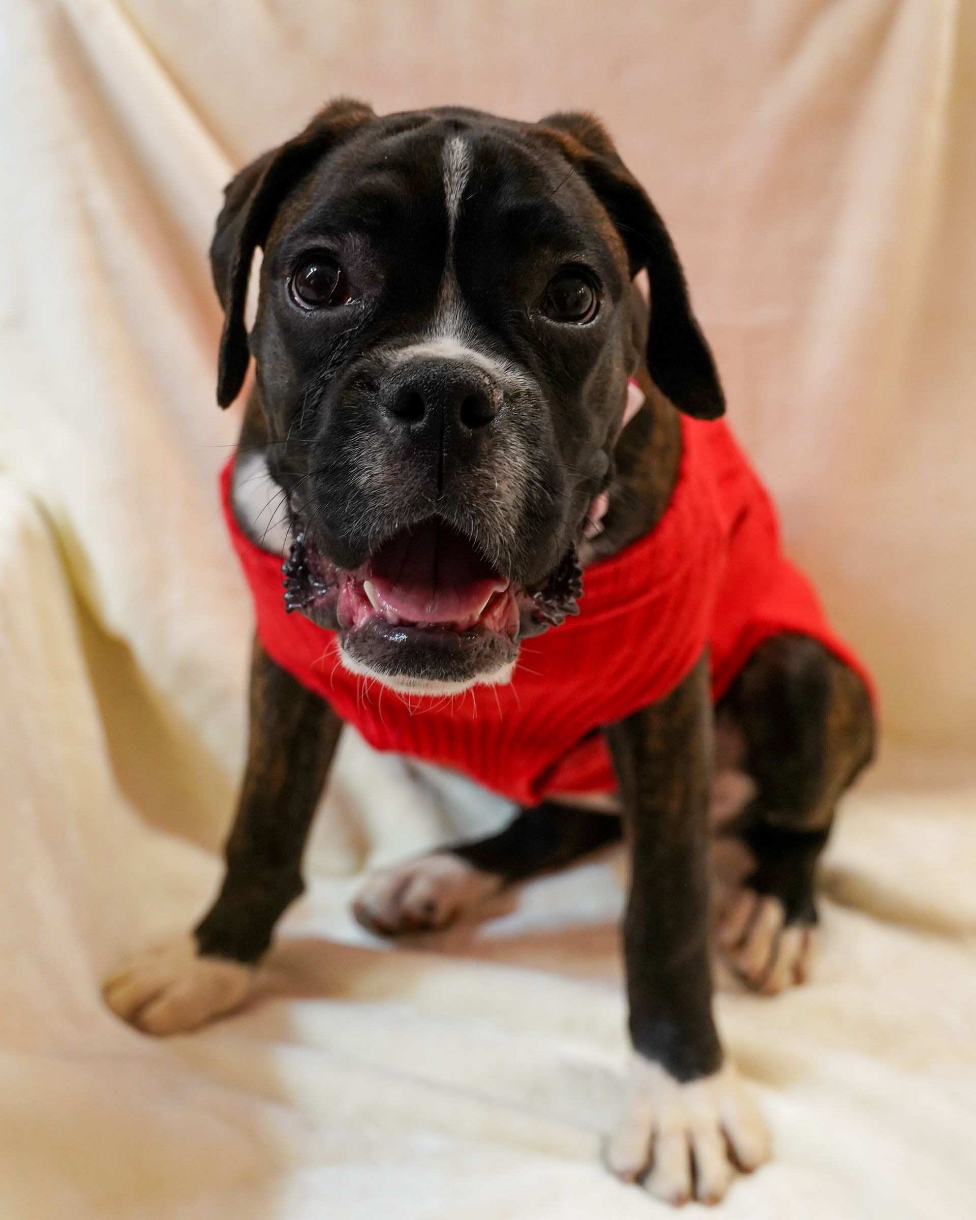 Boxer dog with brindle fur and white markings, wearing a red sweater, open mouth, sitting.