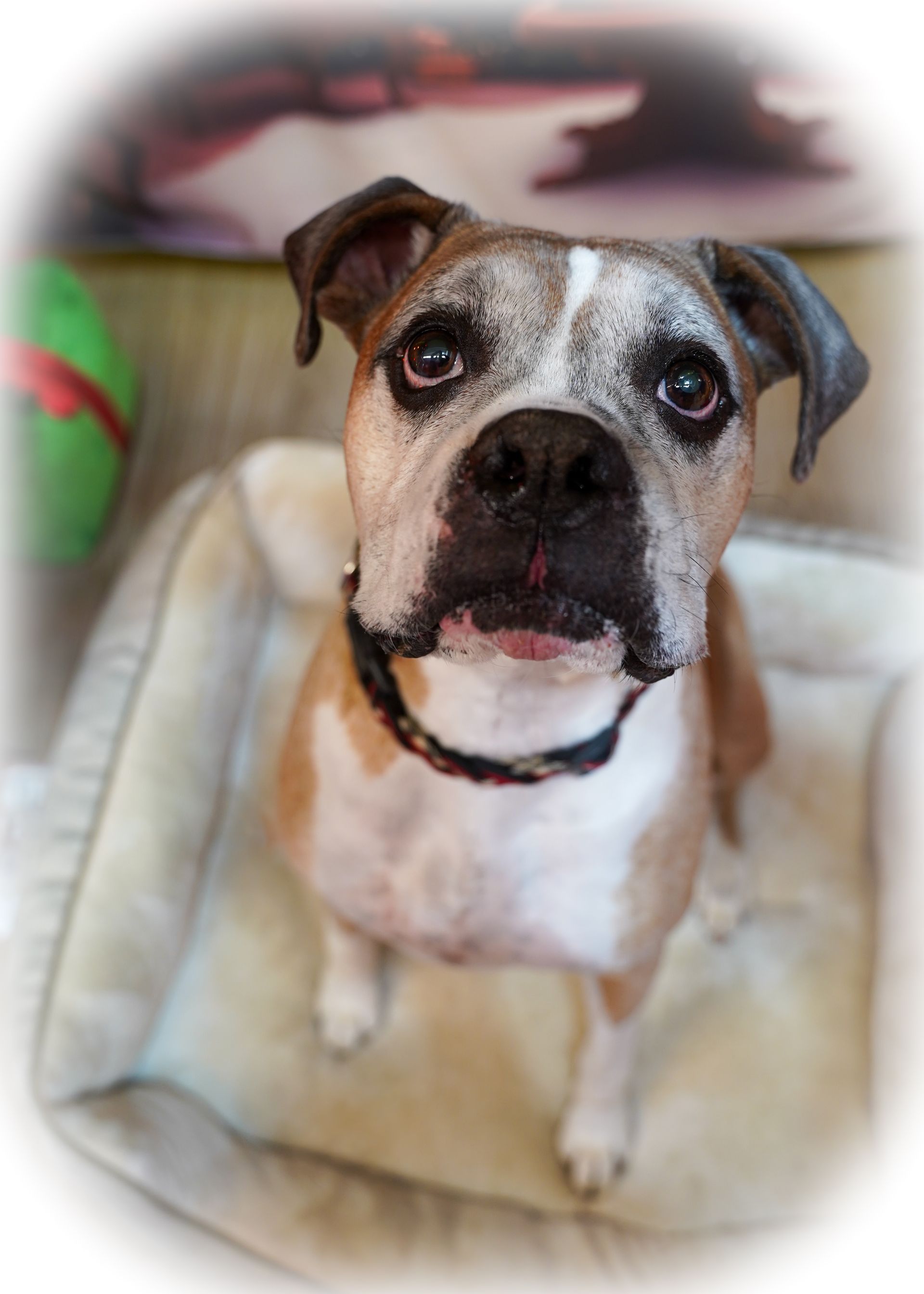 Boxer dog with brown and white fur, looking up with a worried expression, sitting in a dog bed.