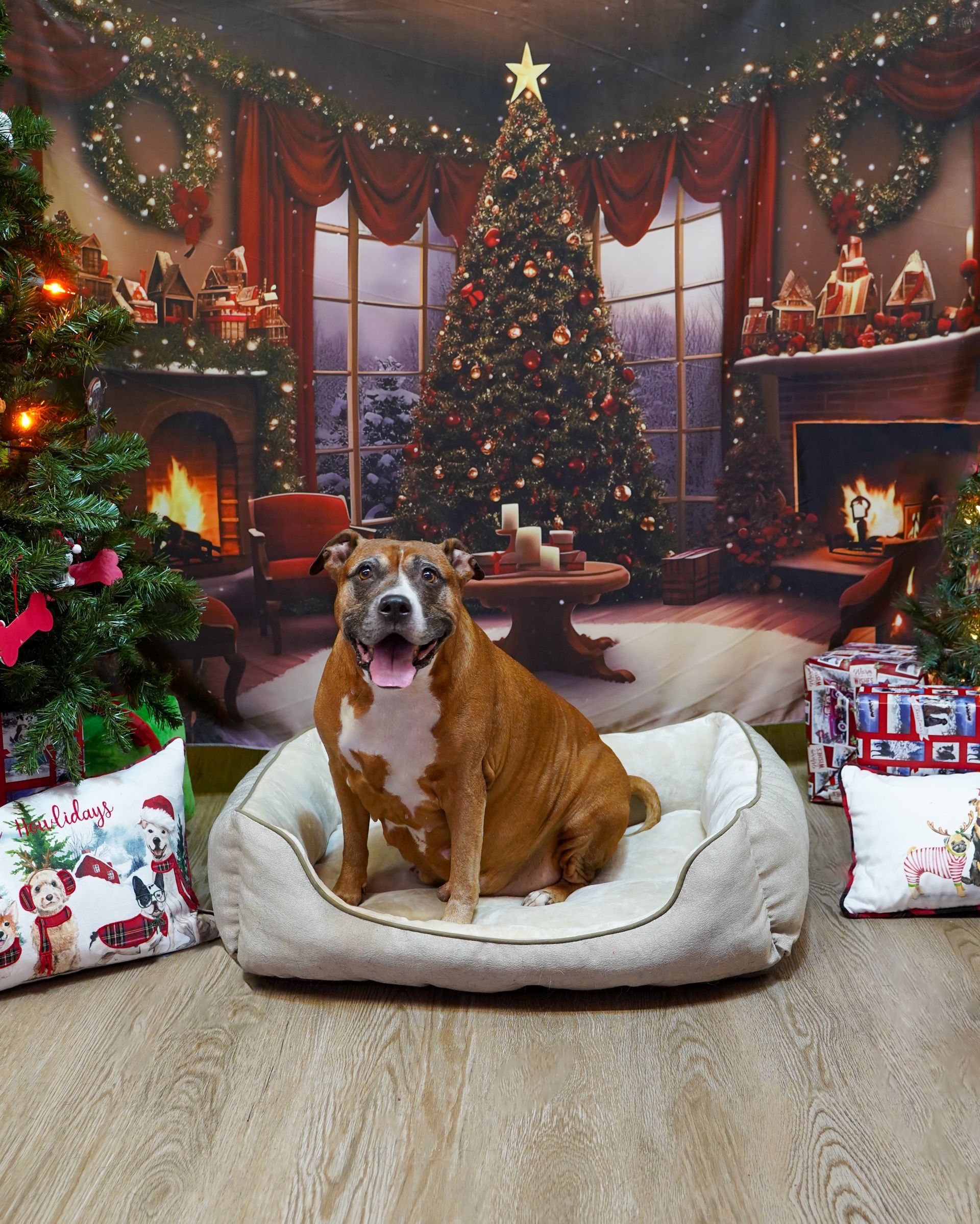 Dog sitting in a bed, smiling, in front of a Christmas tree backdrop.
