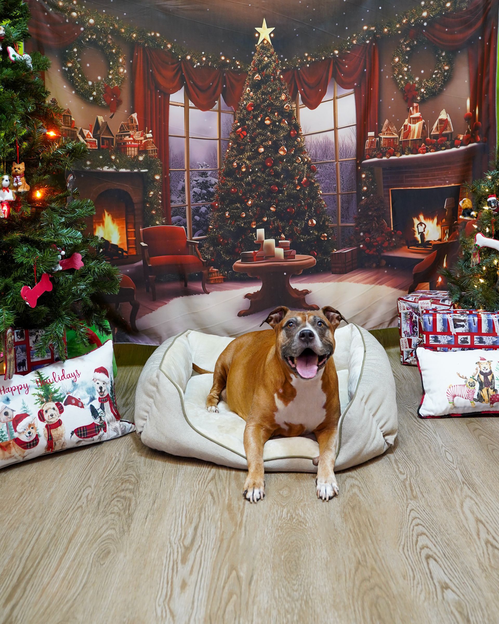 Happy dog sitting in a dog bed with a Christmas background.