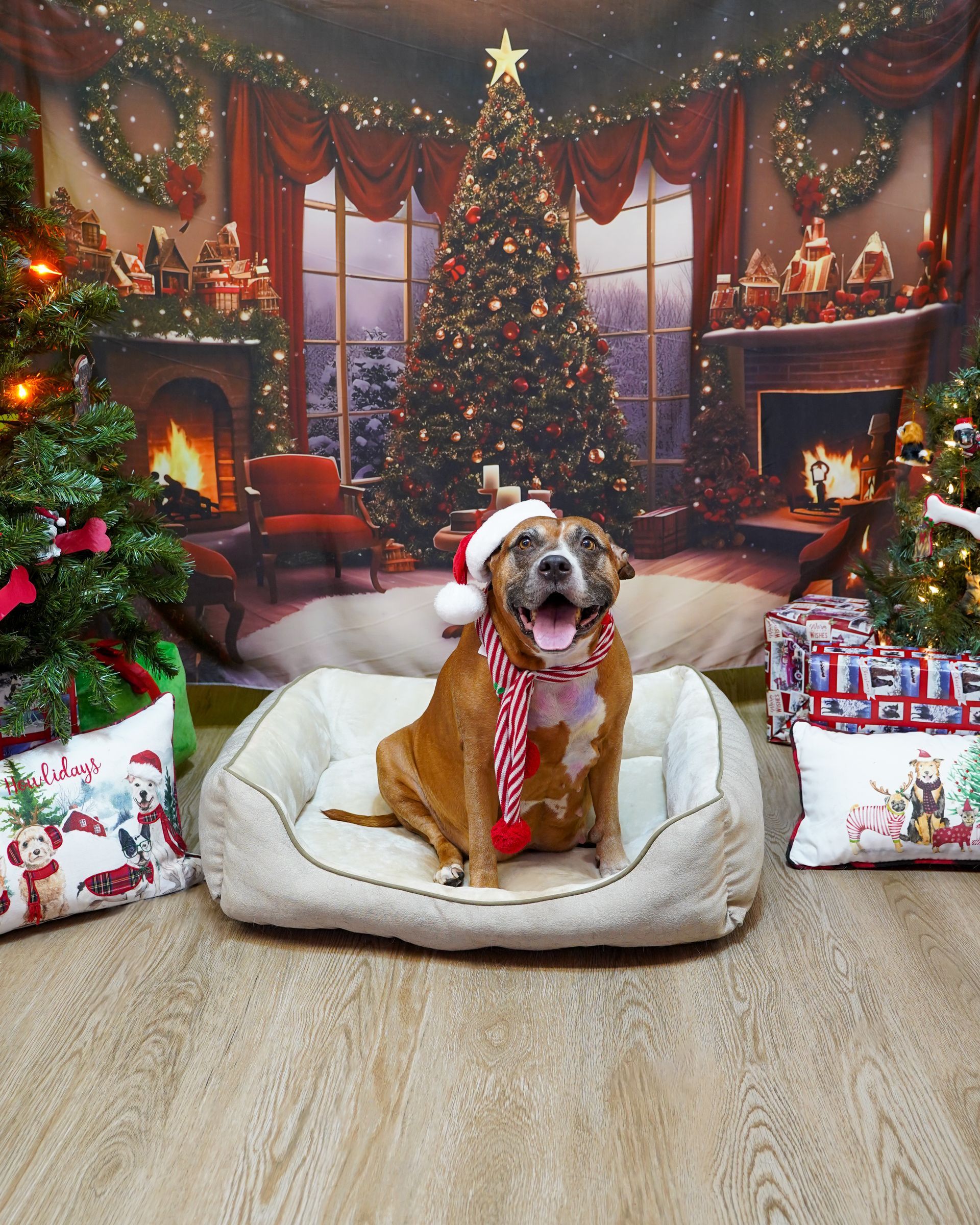 Dog wearing Santa hat and scarf in a festive bed with Christmas trees, presents, and fireplace backdrop.