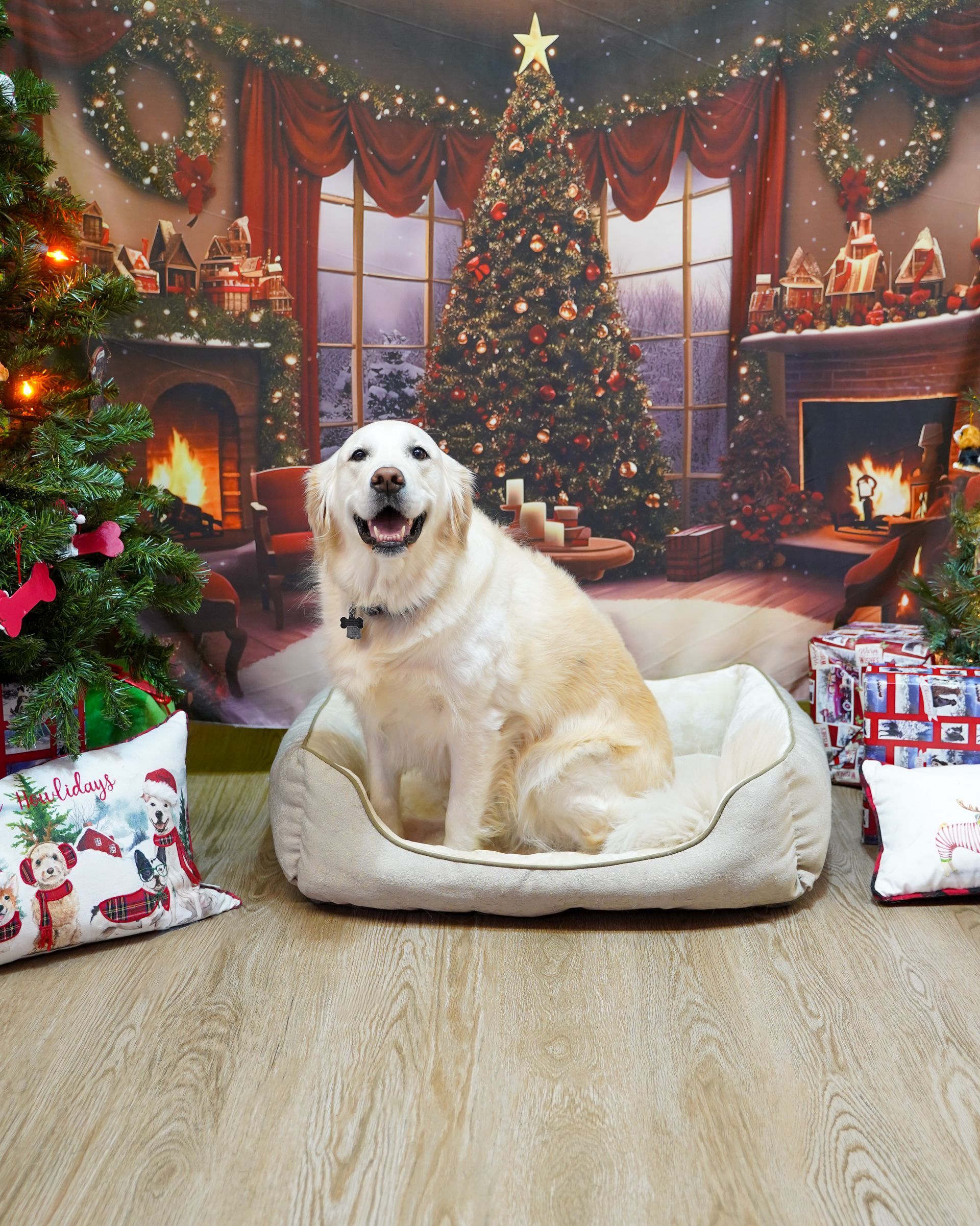 Golden retriever sits in a dog bed, smiling in front of a Christmas backdrop with a decorated tree and fireplace.