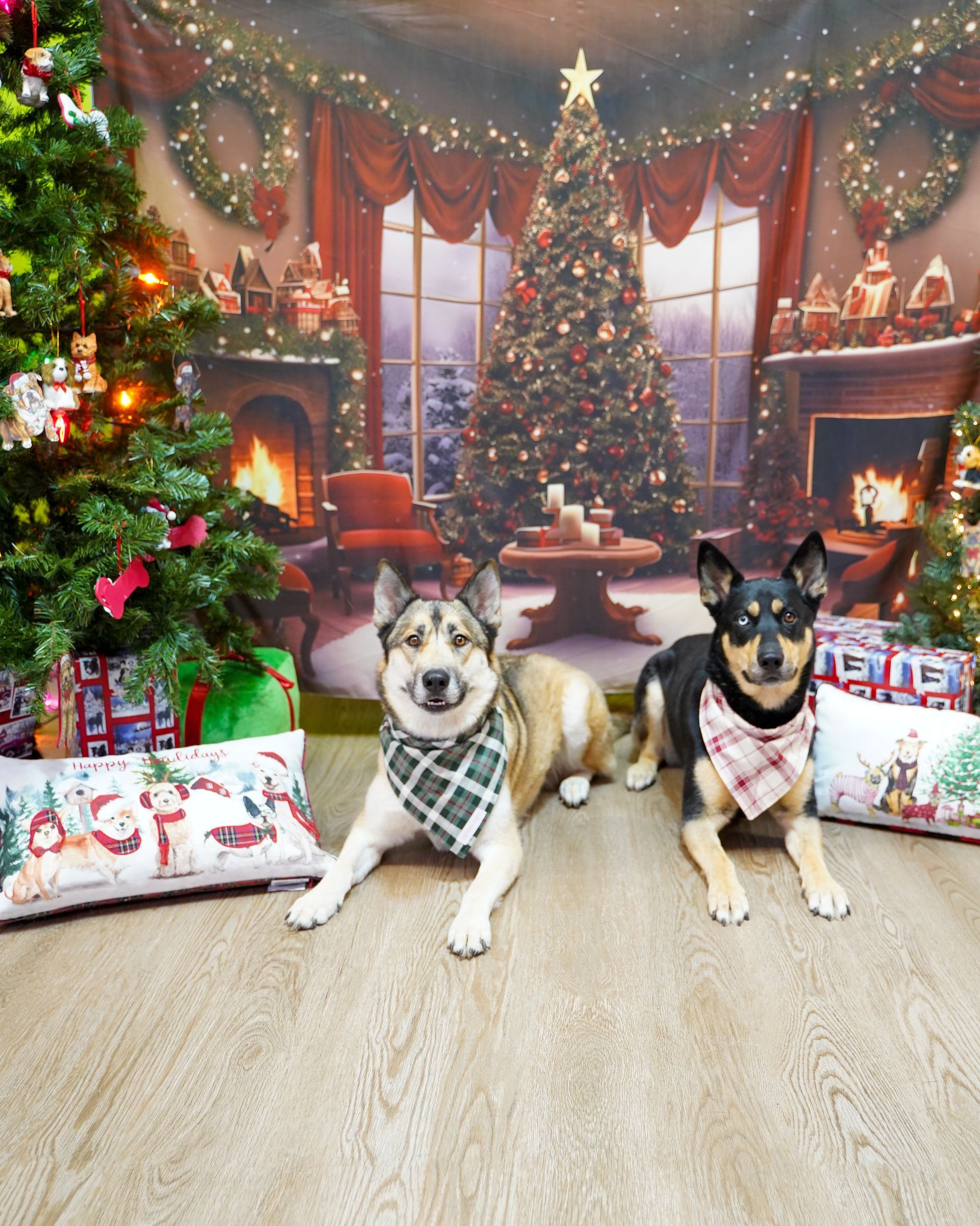 Two dogs in bandanas pose in front of a Christmas backdrop with trees, fireplace, and presents.