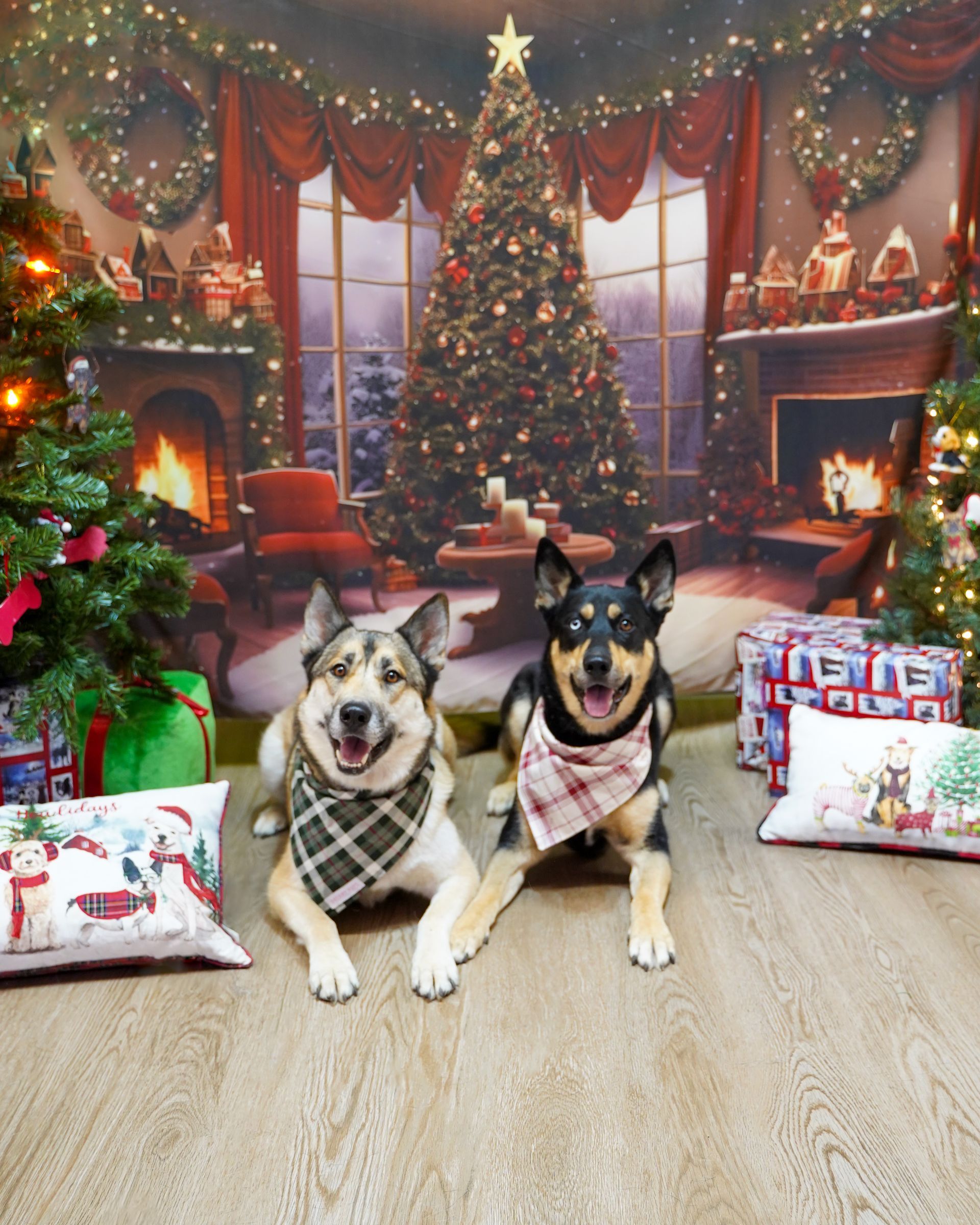 Two dogs in bandanas pose in front of a Christmas tree and fireplace.