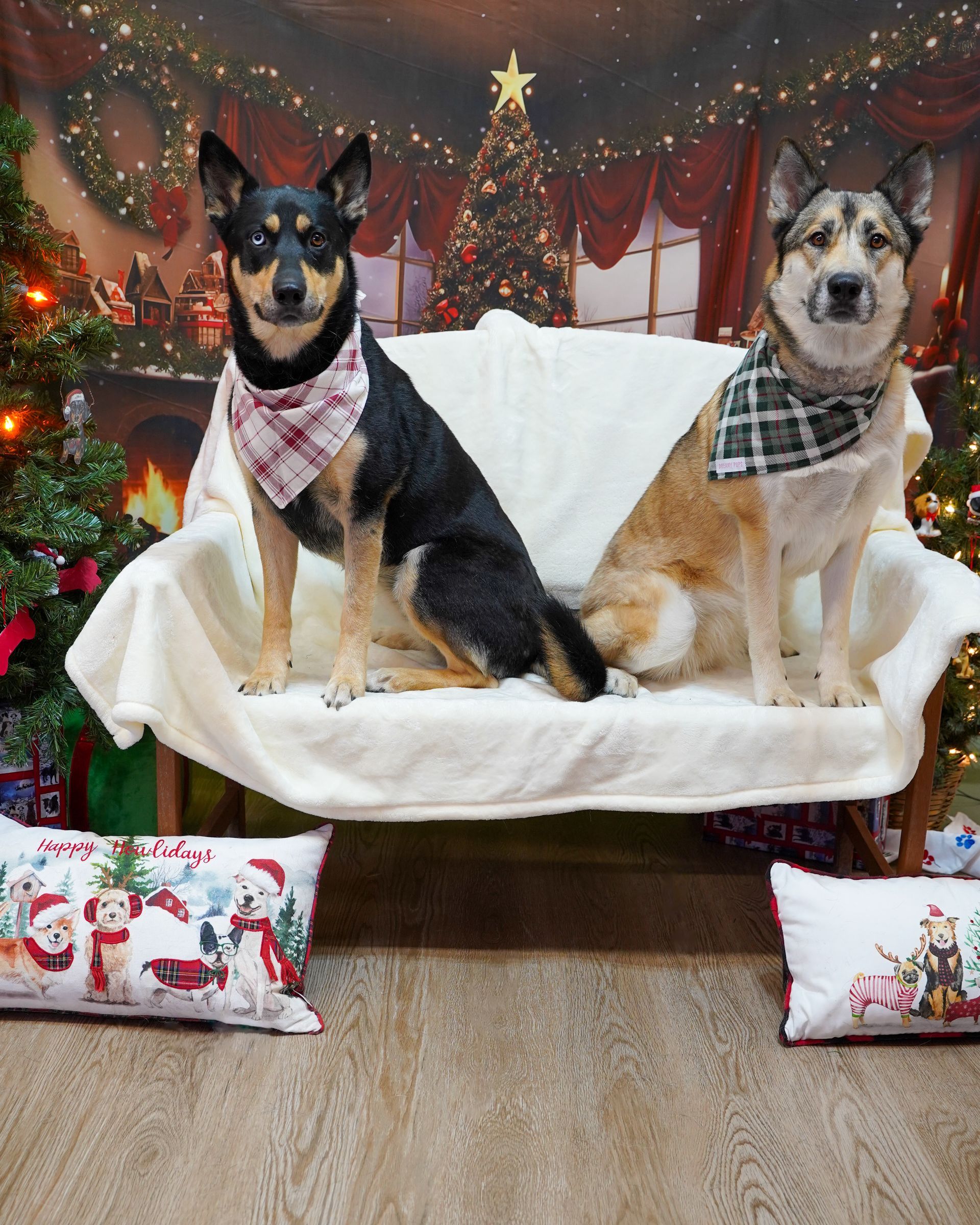 Two dogs wearing bandanas sit on a couch in front of a Christmas backdrop.
